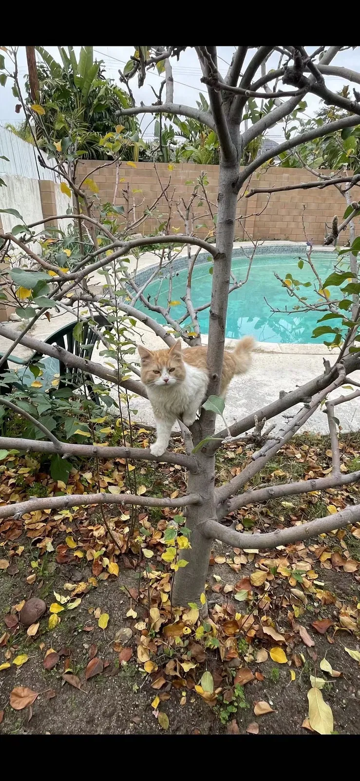 Lost cat in Azusa, CA, 91702