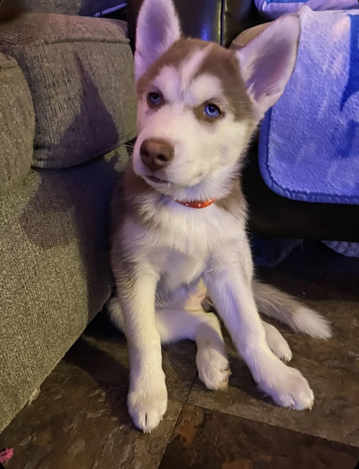 Lost dog in Newburgh, NY, 12550