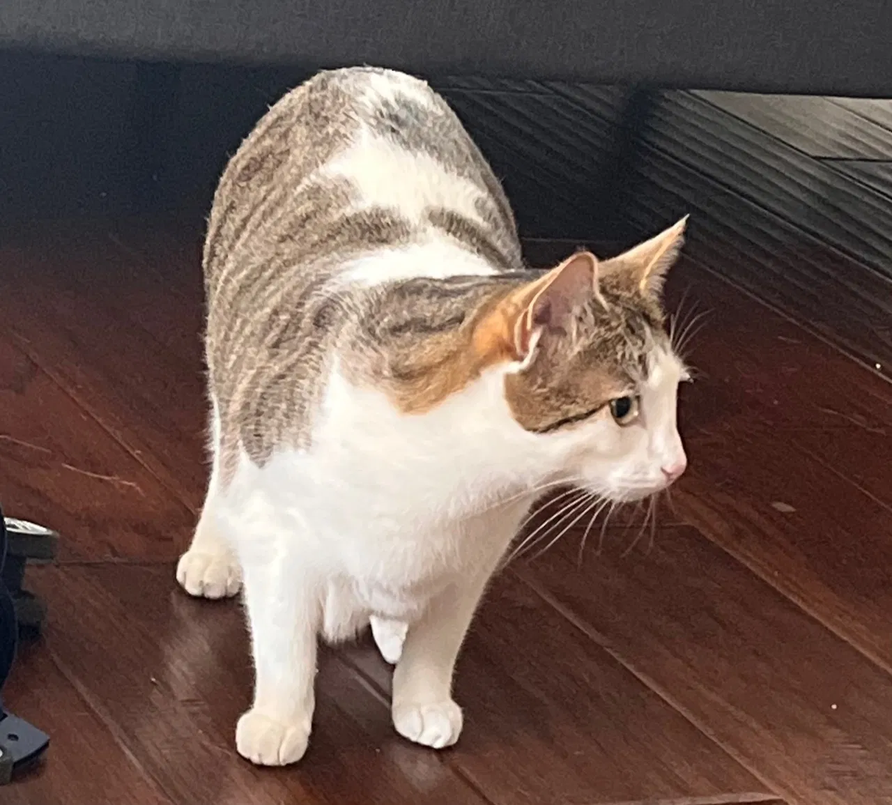 Lost cat in Los Angeles, CA, 90016