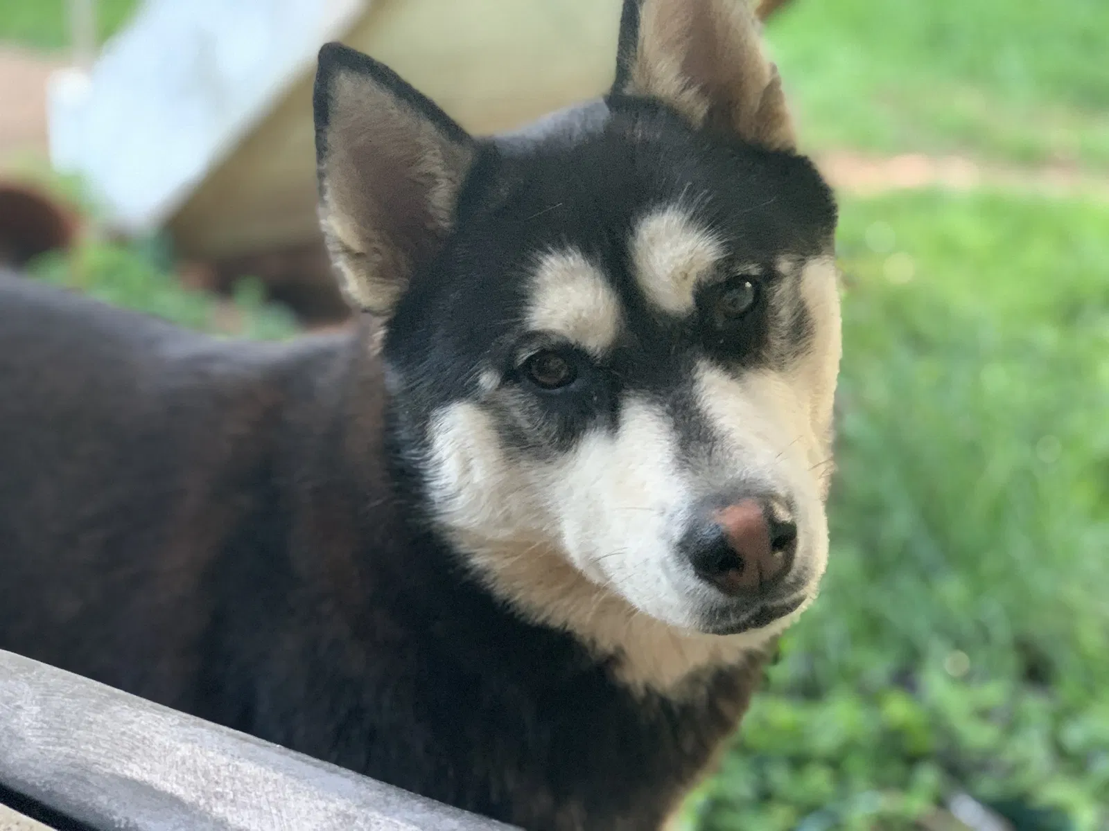 Lost dog in Knoxville, TN, 37917