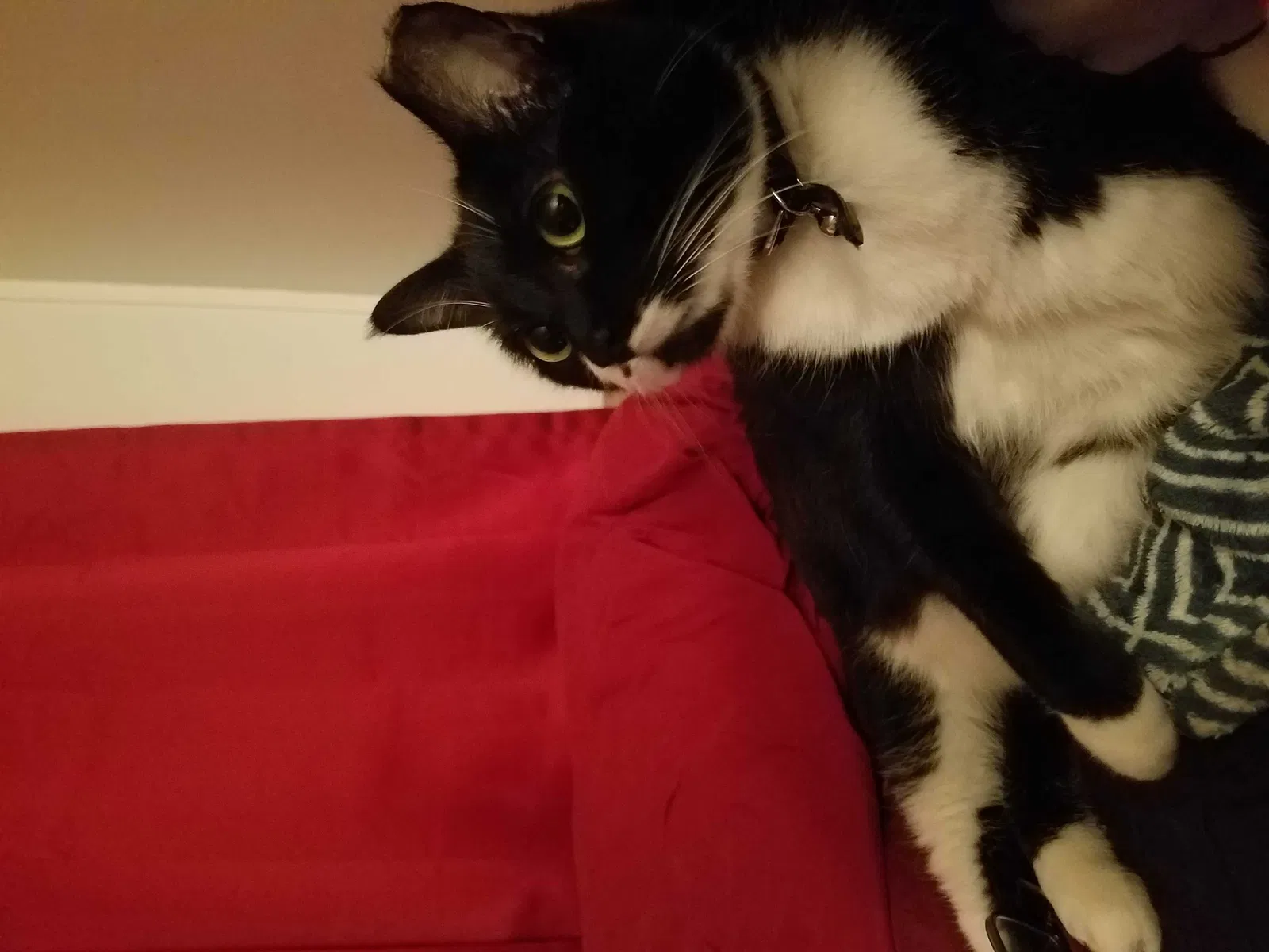 Lost cat in San Marcos, TX, 78666