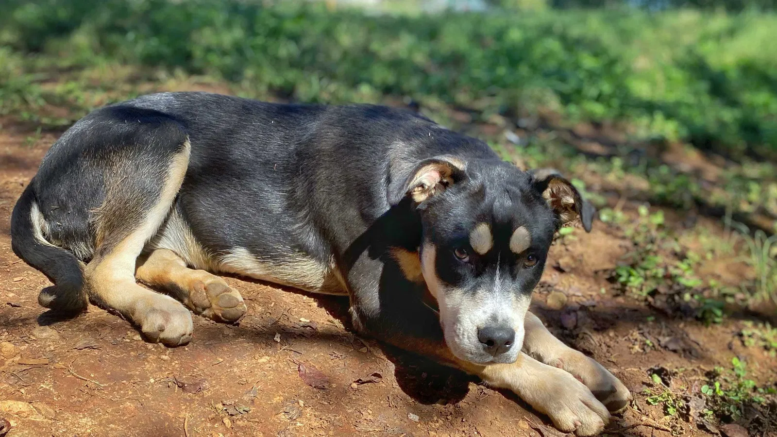 Lost dog in Knoxville, TN, 37917