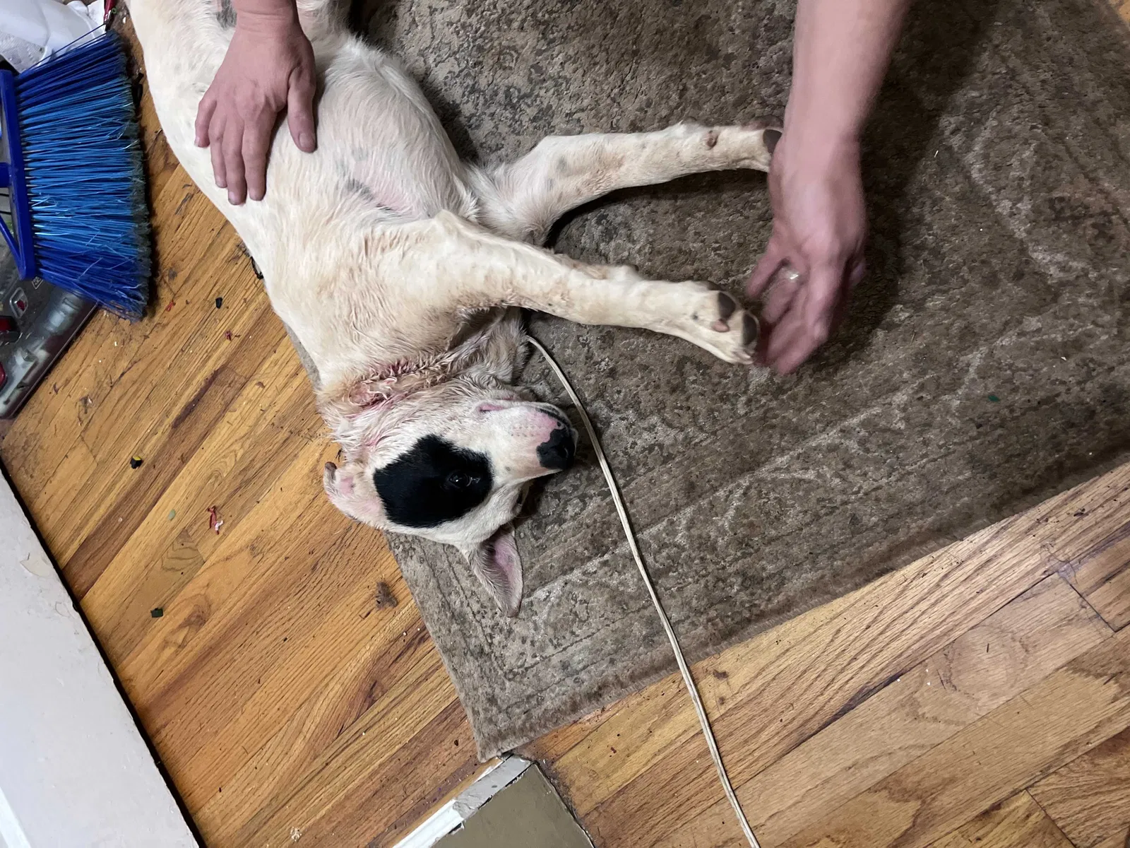 Lost dog in Knoxville, TN, 37917