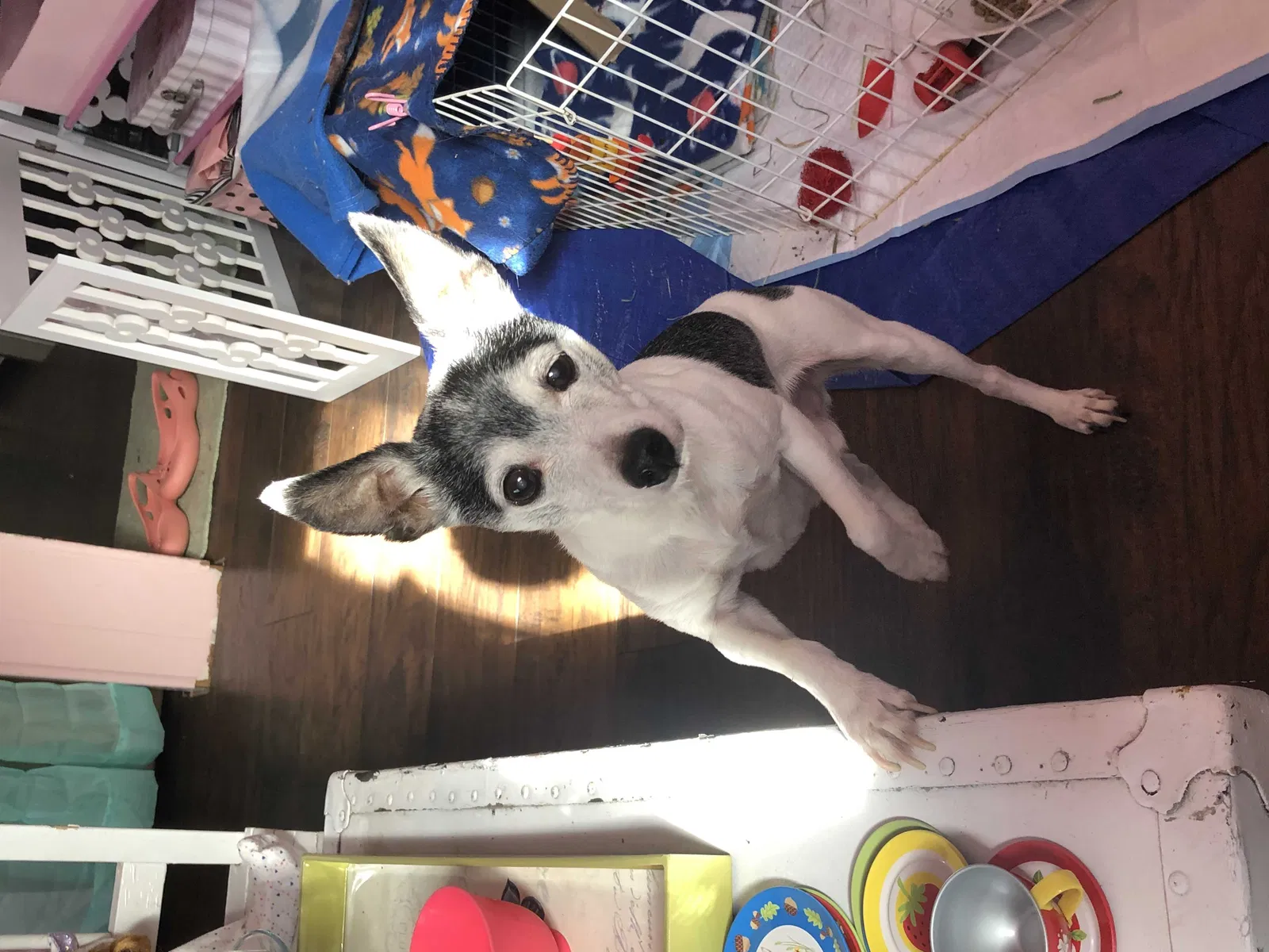 Lost dog in Eatonville, WA, 98328