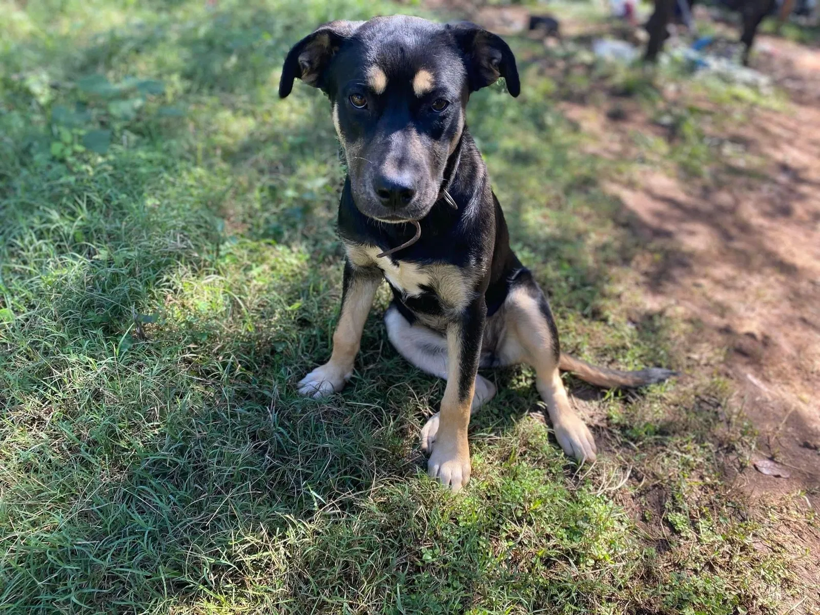 Lost dog in Knoxville, TN, 37917