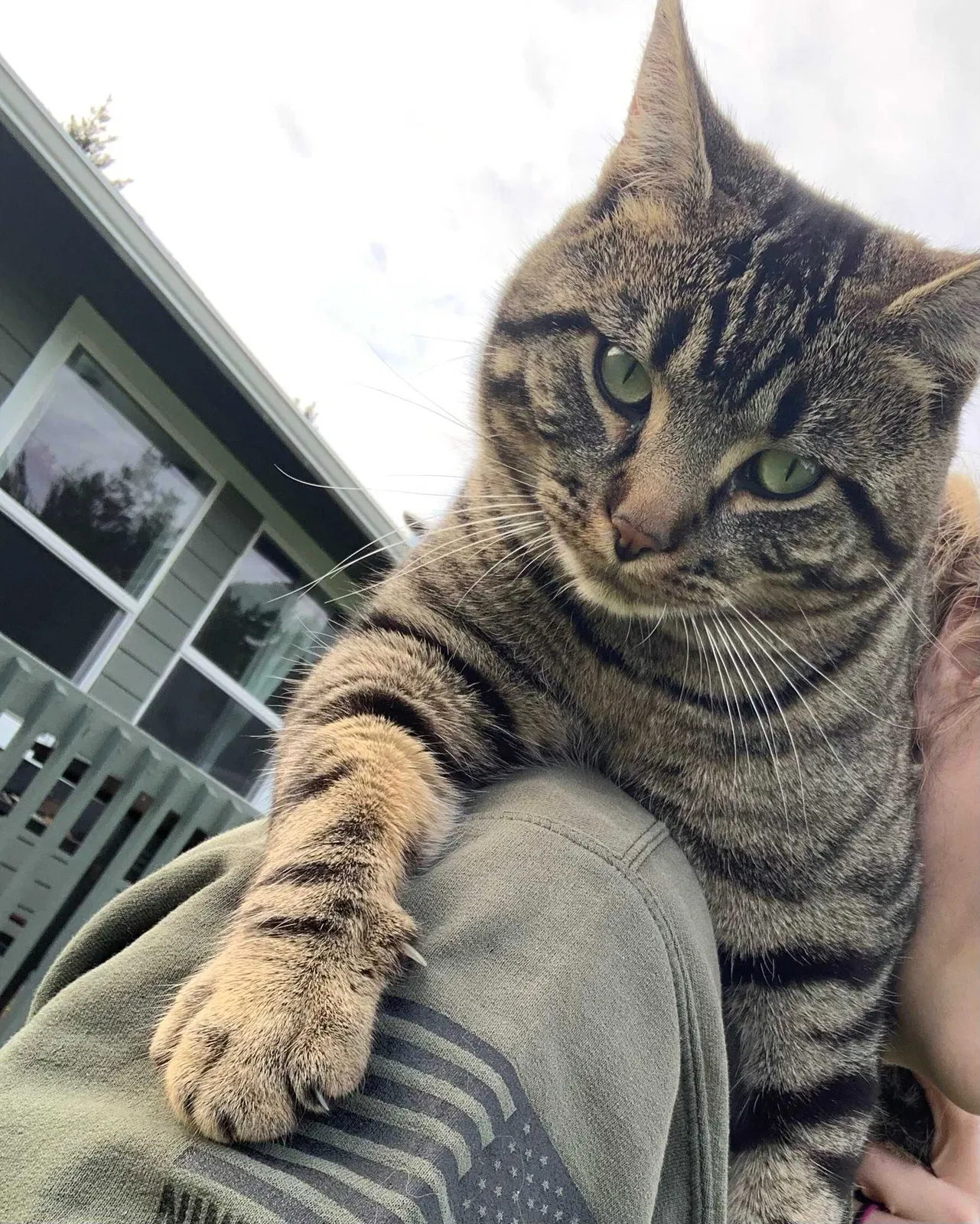 Lost cat in Tacoma, WA, 98446