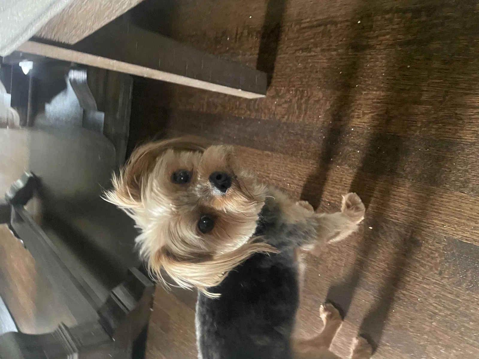 Lost dog in Edmonds, WA, 98020