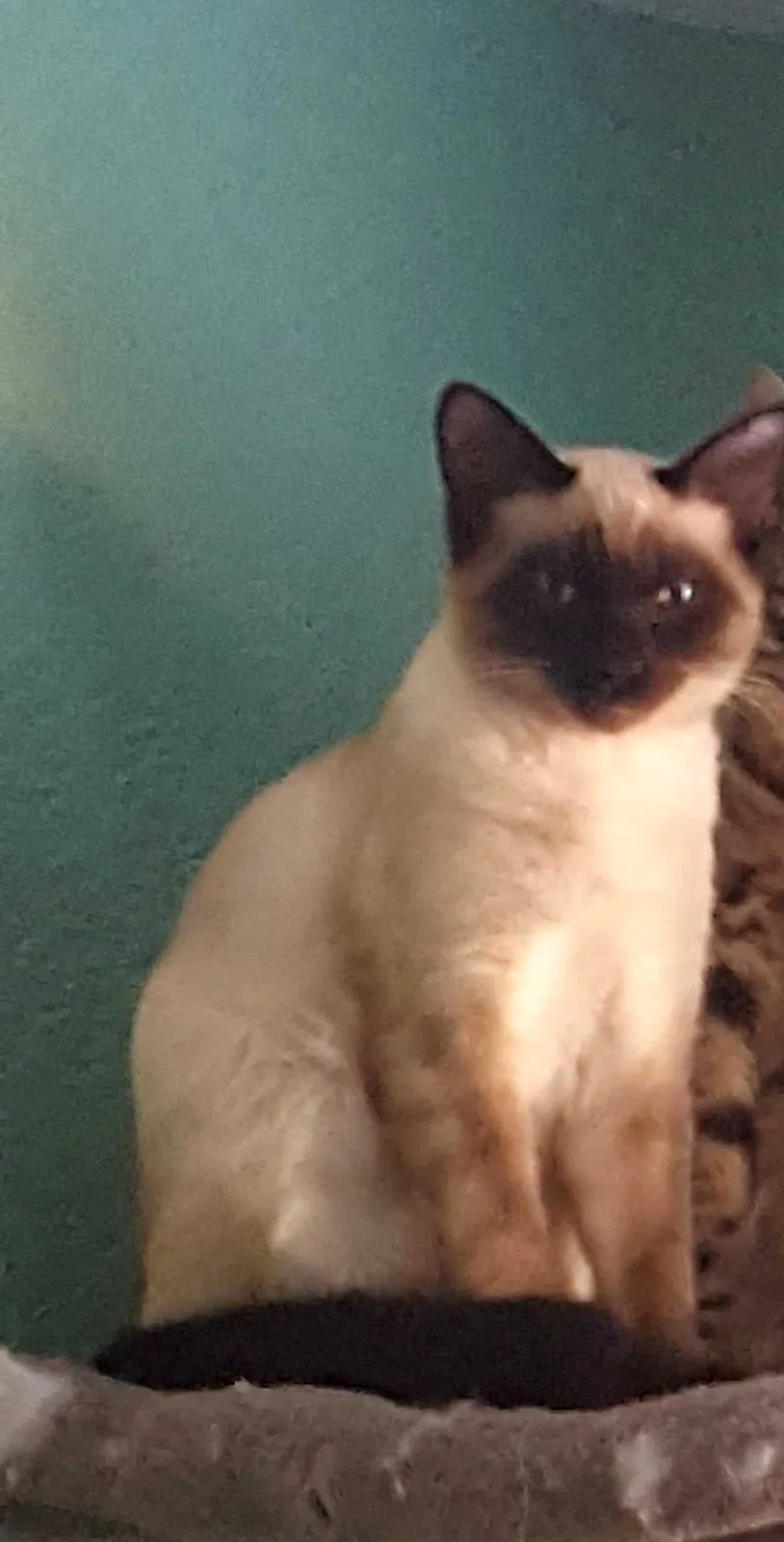 Lost cat in Central Point, OR, 97502