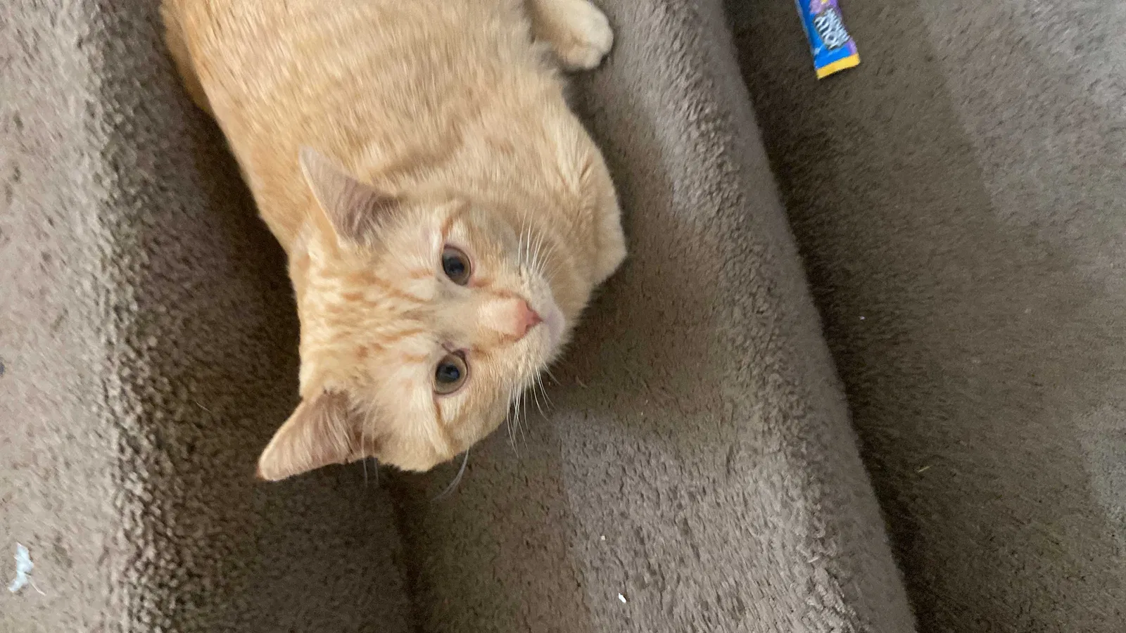 Lost cat in Salt Lake City, UT, 84104