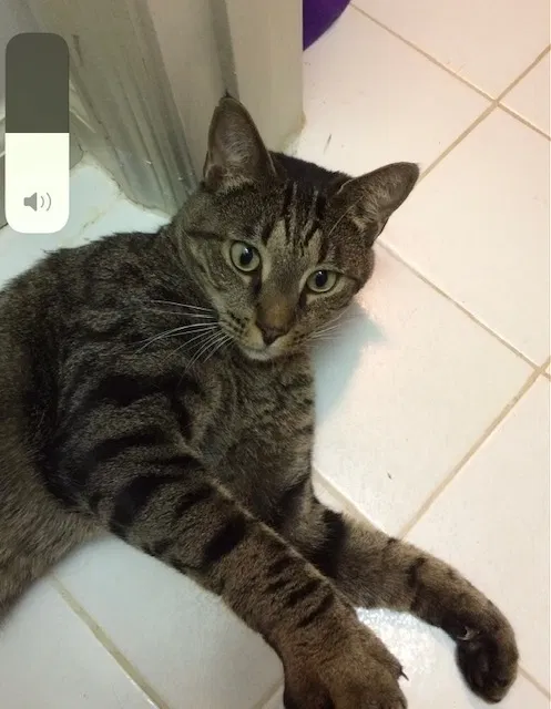 Lost cat in Birmingham, AL, 35205