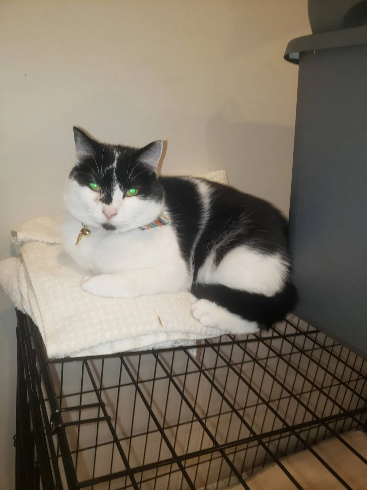Lost cat in Colorado Springs, CO, 80922