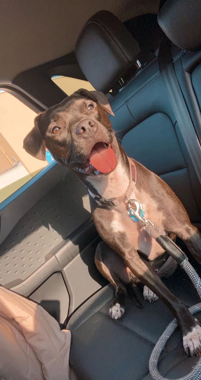 Lost dog in San Marcos, TX, 78666