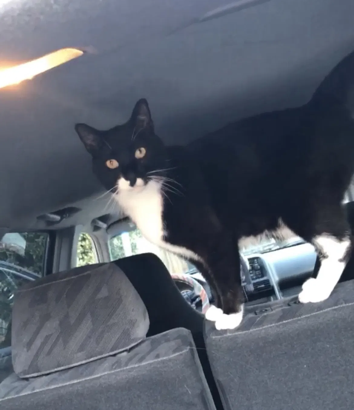 Lost cat in High Point, NC, 27265