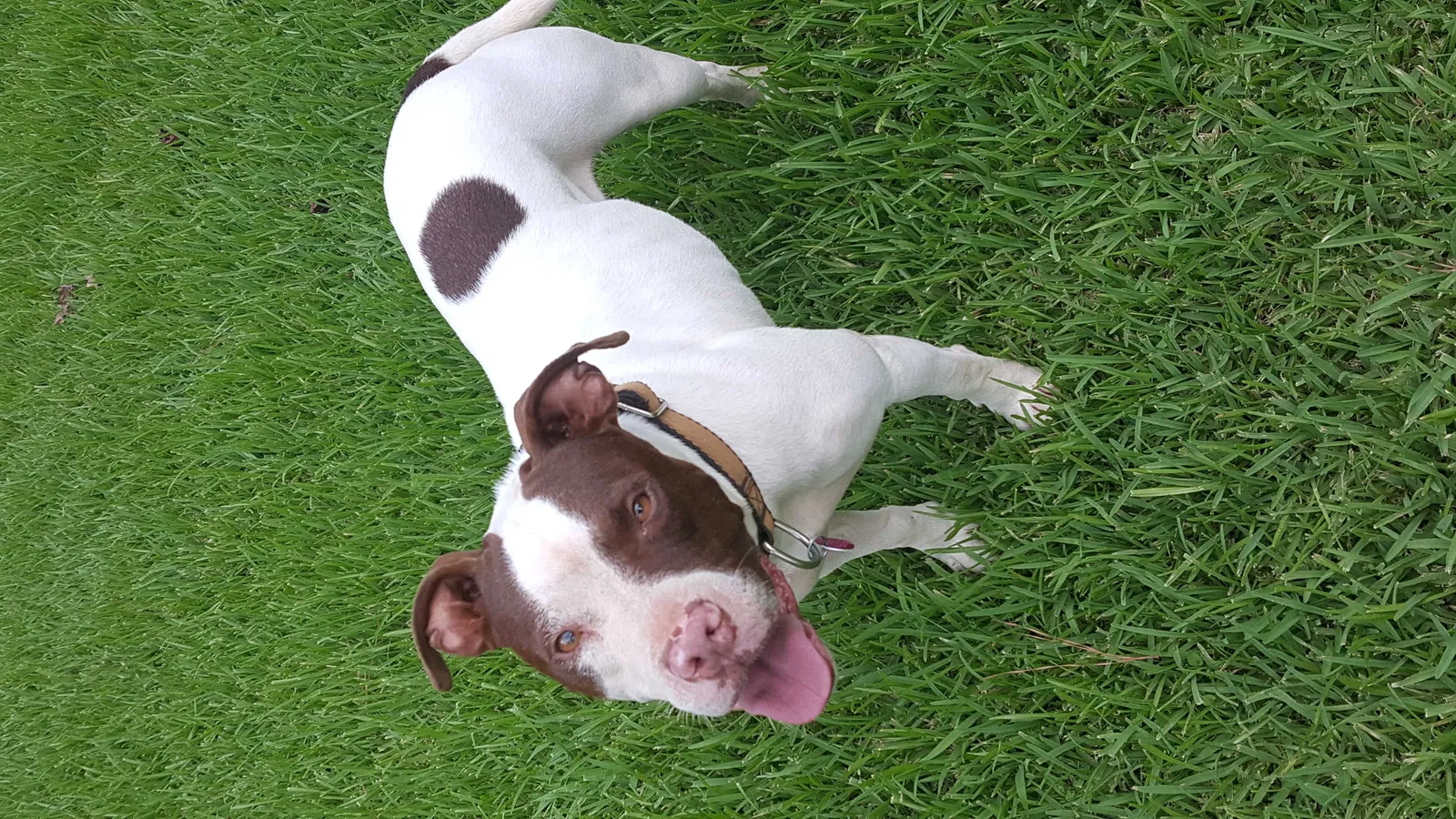 Lost dog in Stone Mountain, GA, 30083