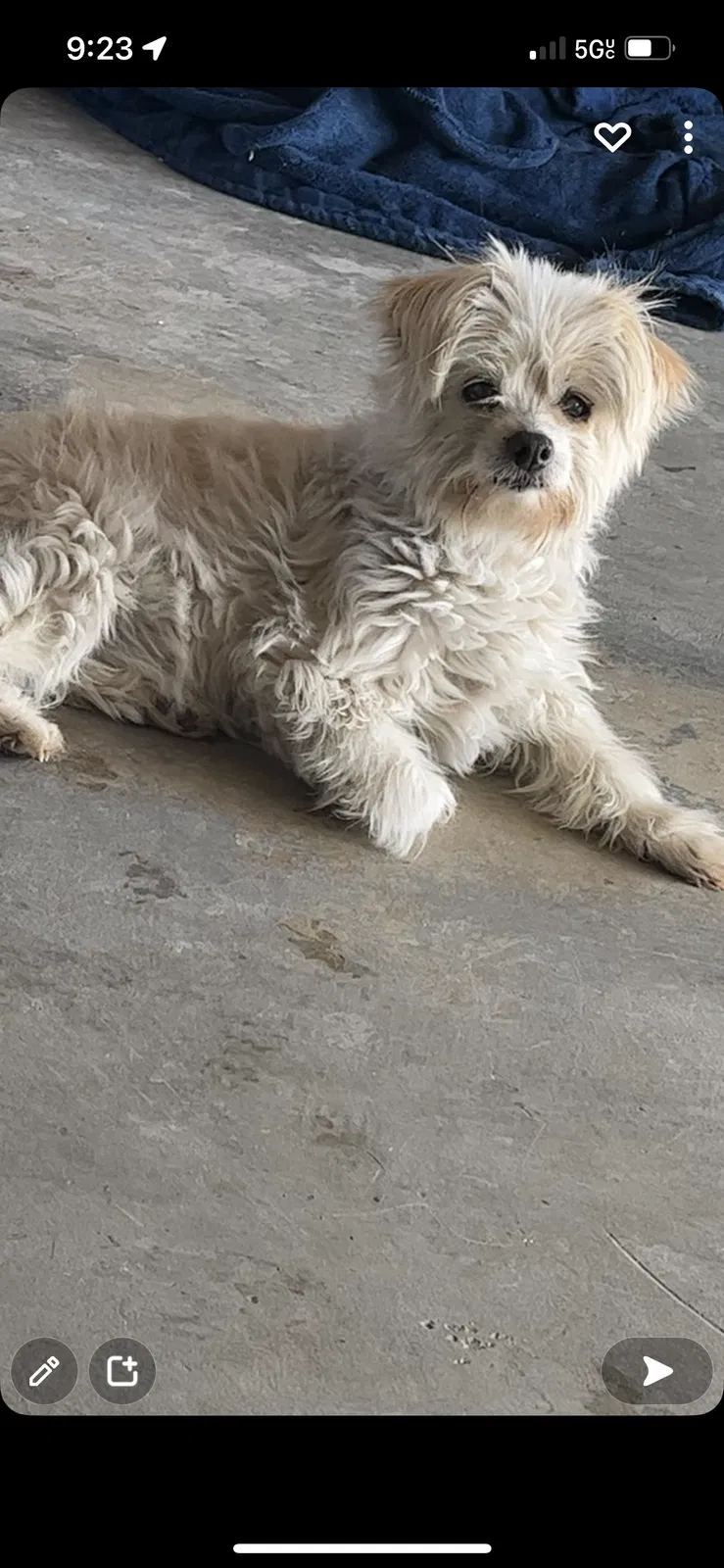 Lost dog in Riverside, CA, 92504