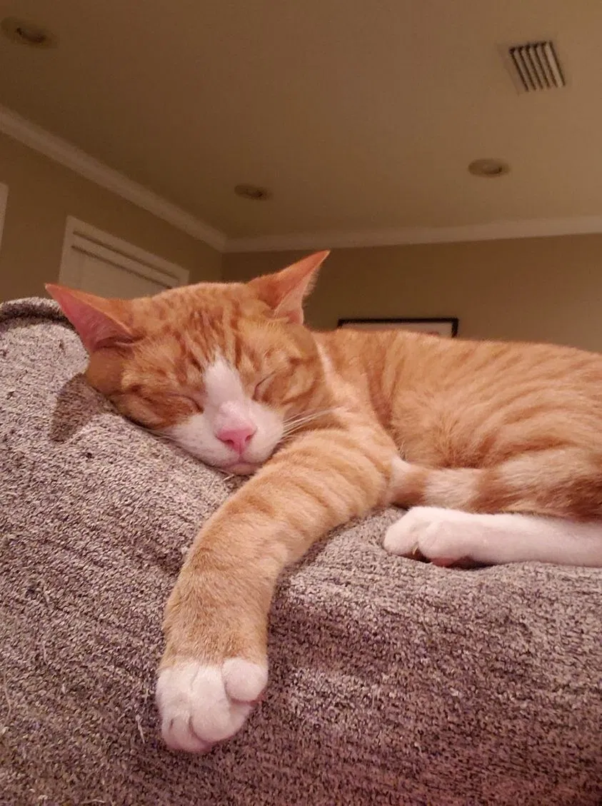Lost cat in Maumelle, AR, 72113