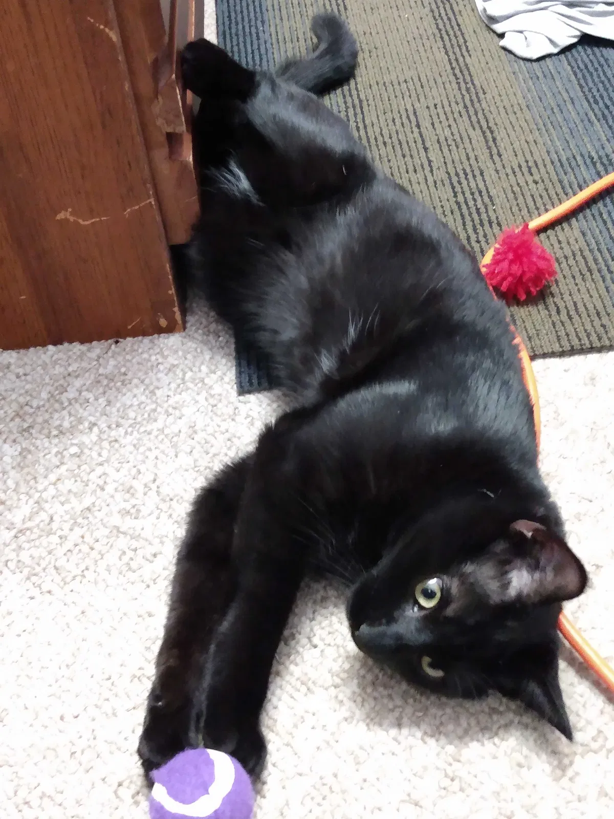 Lost cat in Lake Placid, FL, 33852