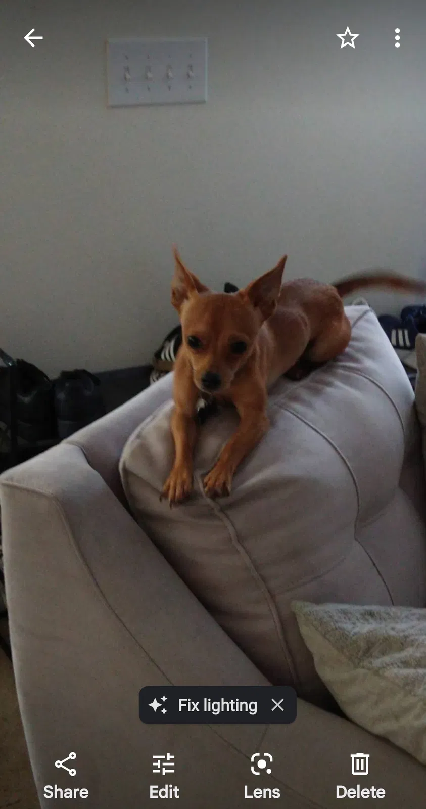 Lost dog in Lakeland, FL, 33803