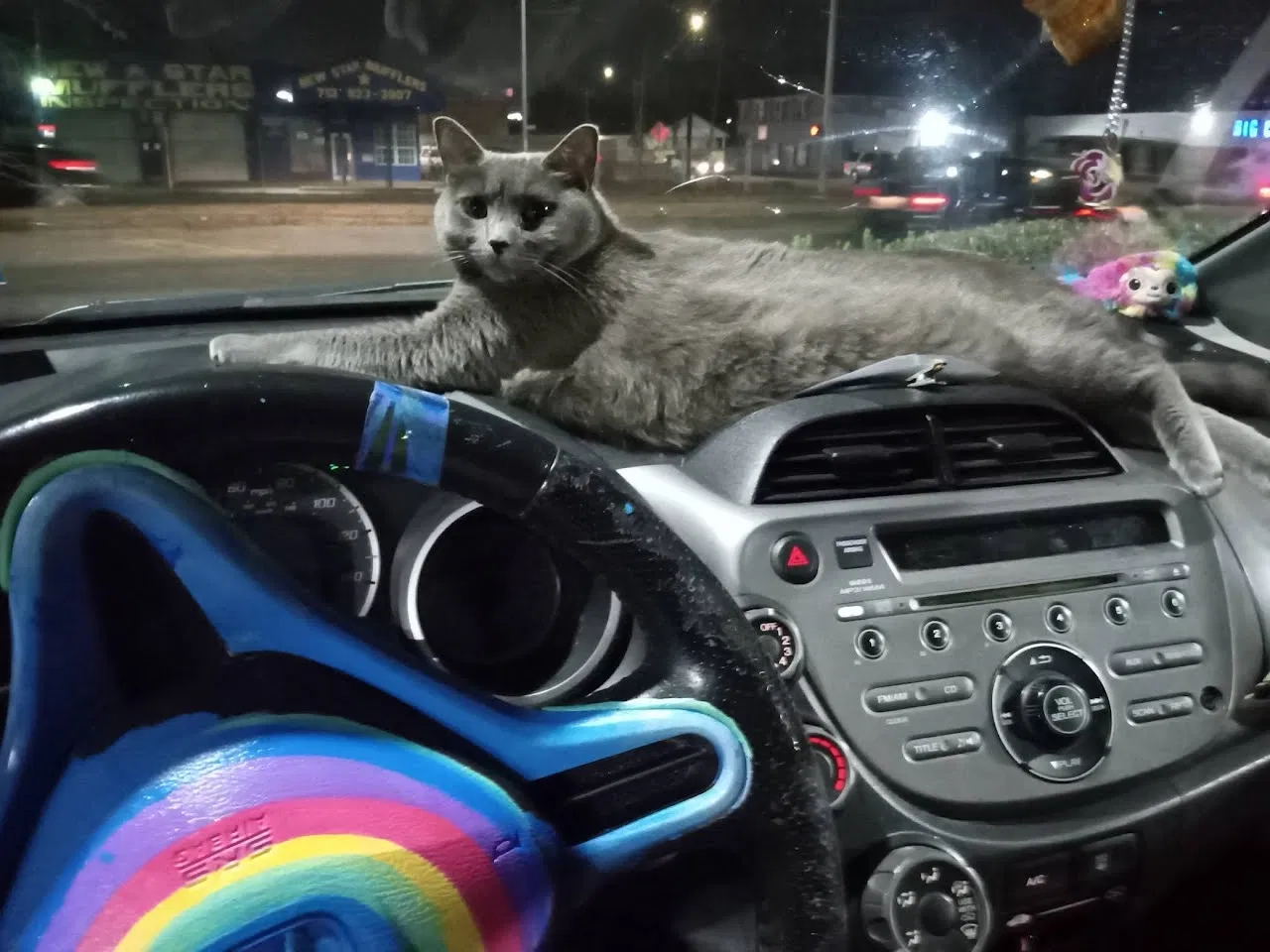 Lost cat in Sugar Land, TX, 77479