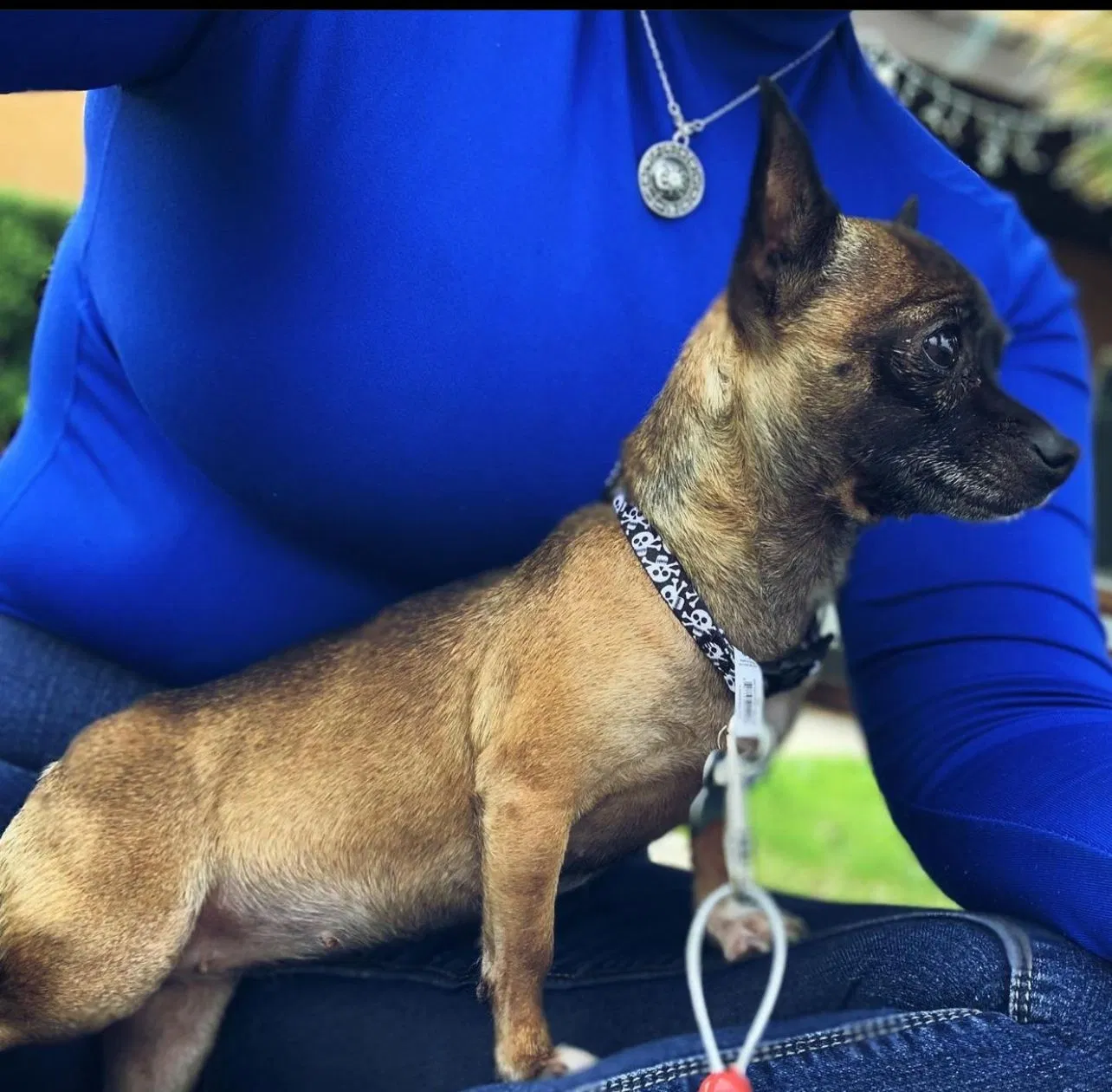 Lost dog in Casa Grande, AZ, 85122
