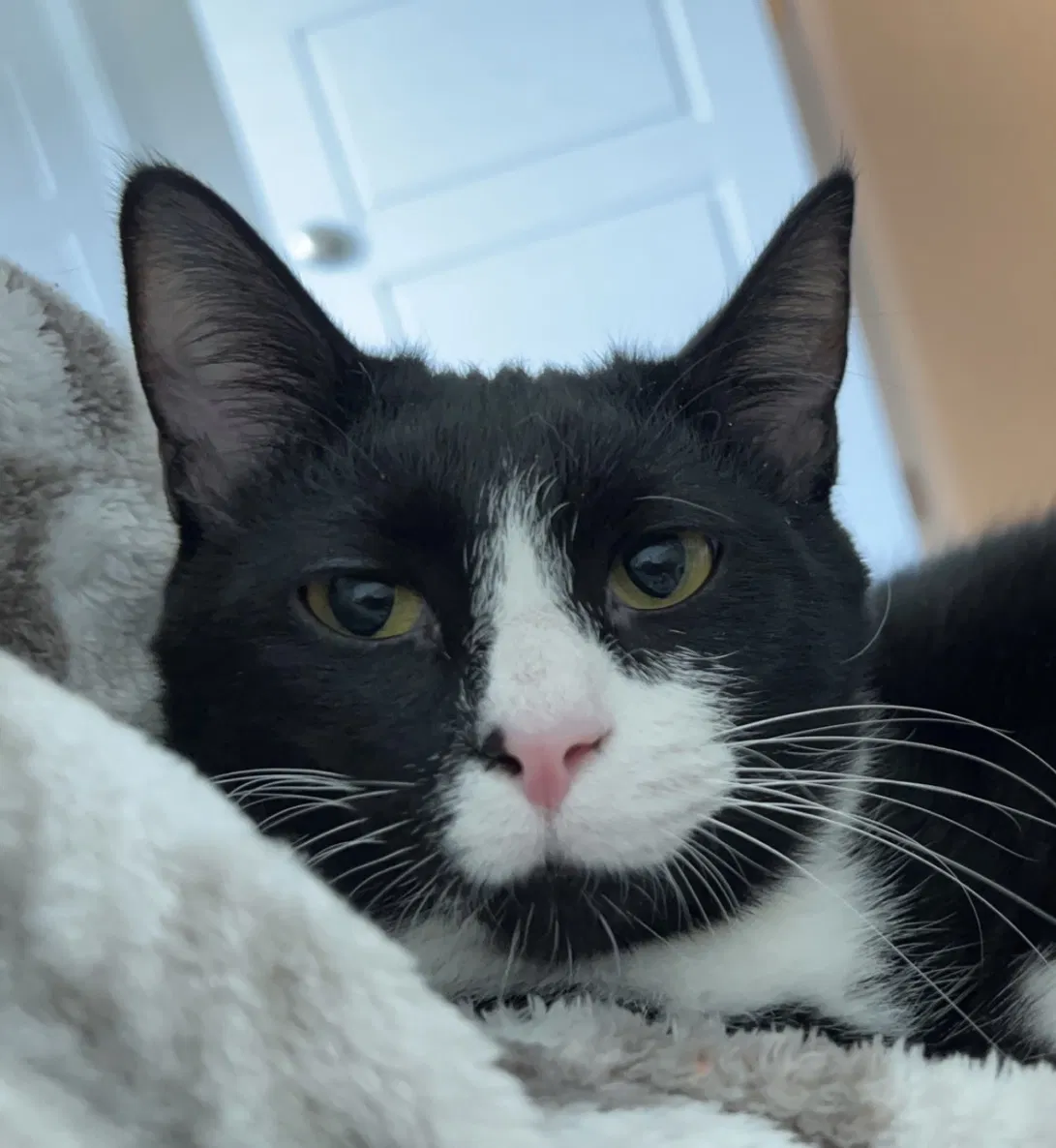 Lost cat in Meridian, ID, 83642