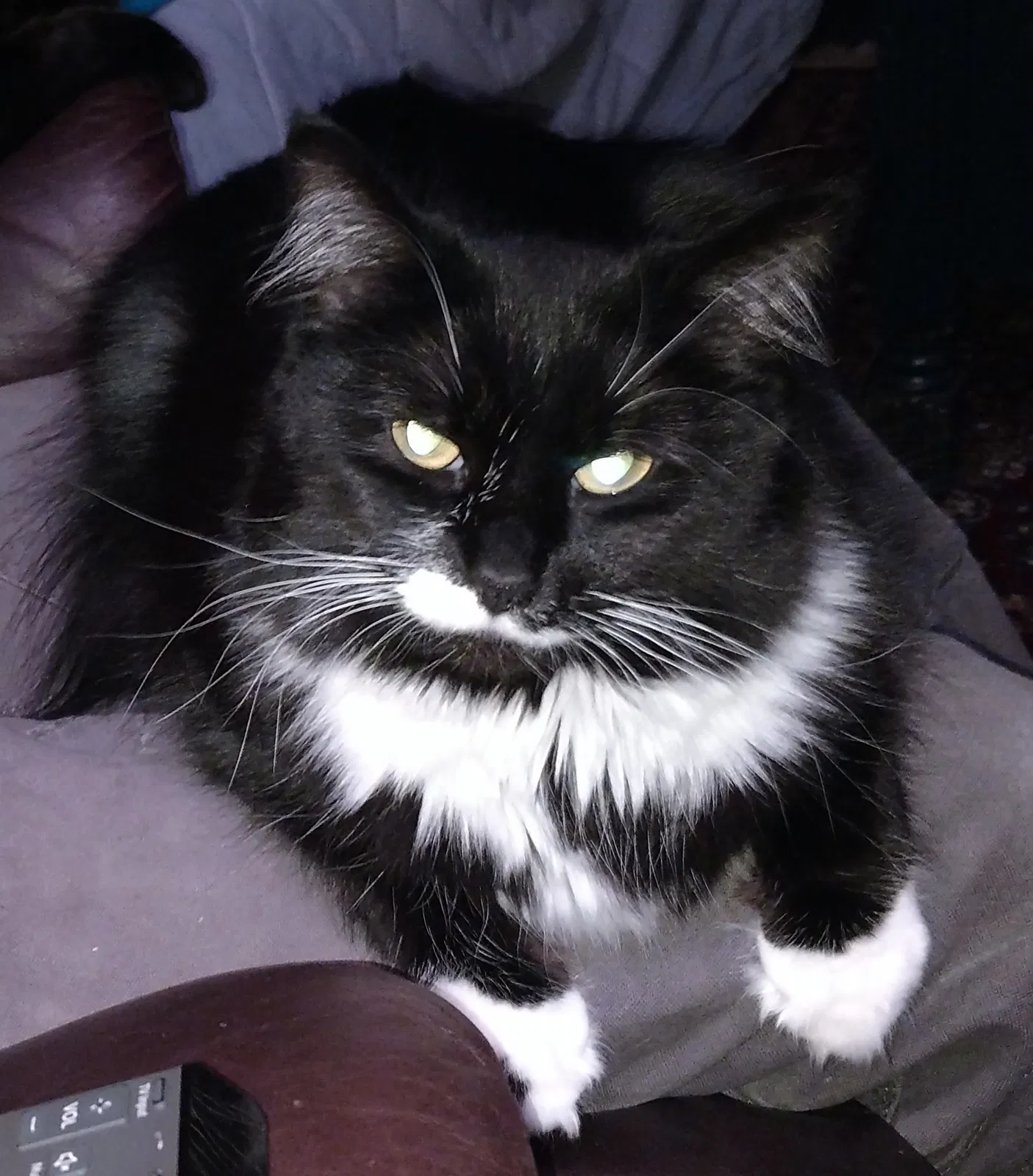 Lost cat in Beaverton, OR, 97007