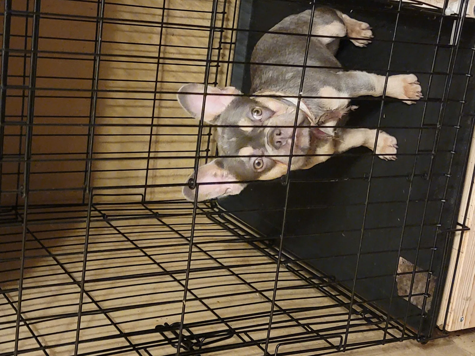 Lost dog in Opa Locka, FL, 33055