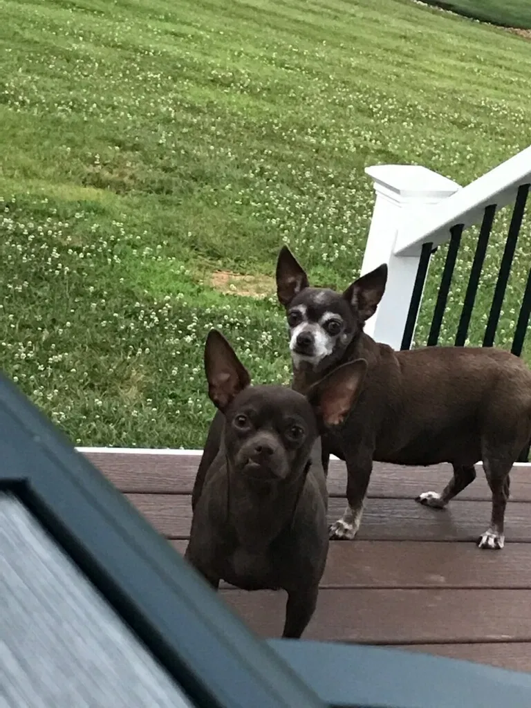 Lost dog in Orlando, FL, 32825