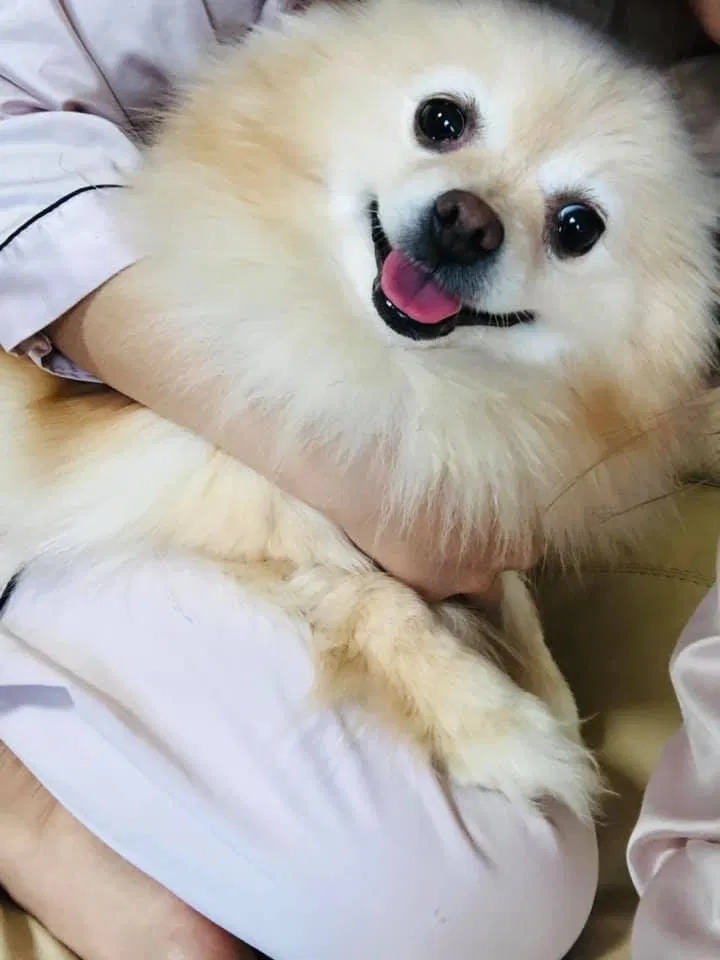 Lost dog in Dayton, OH, 45414
