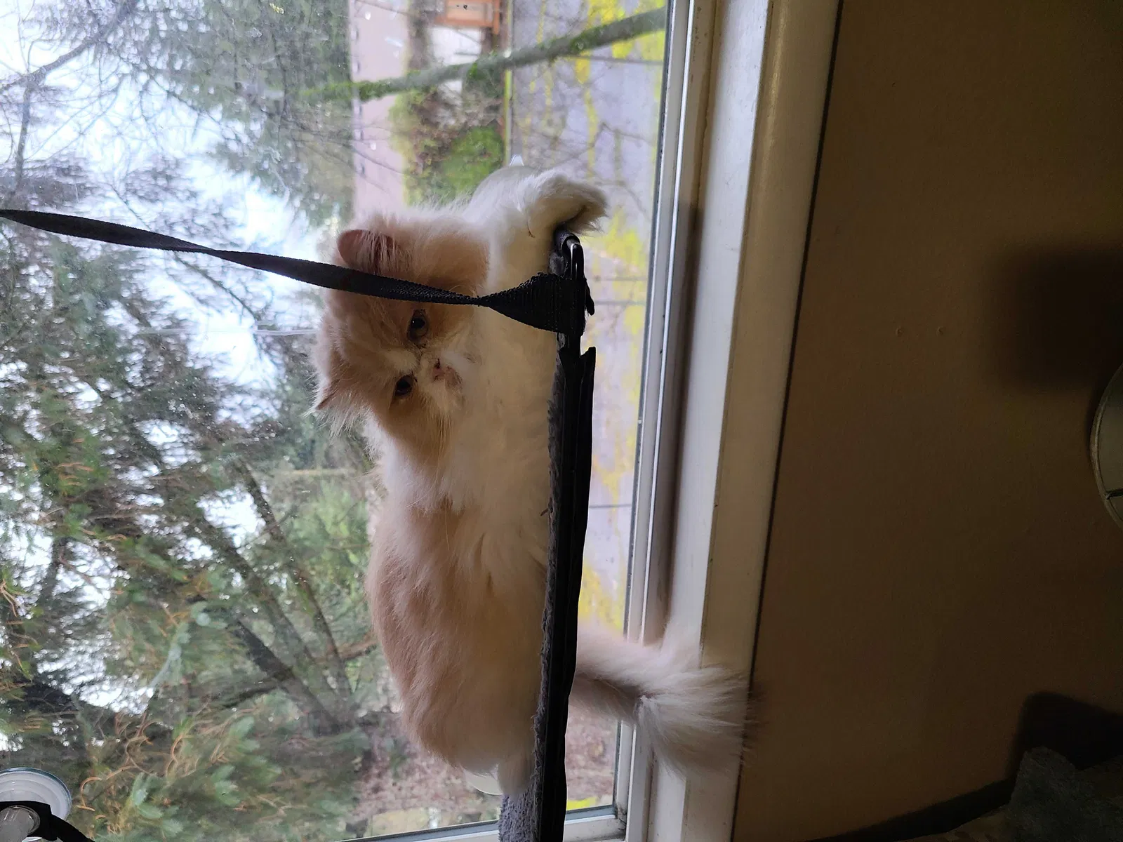 Lost cat in Gresham, OR, 97030