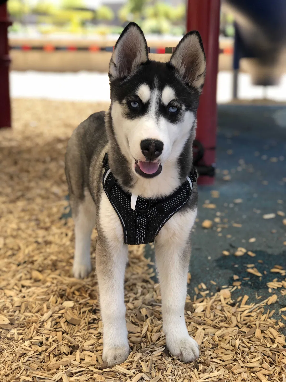 Lost dog in Glendale, AZ, 85302