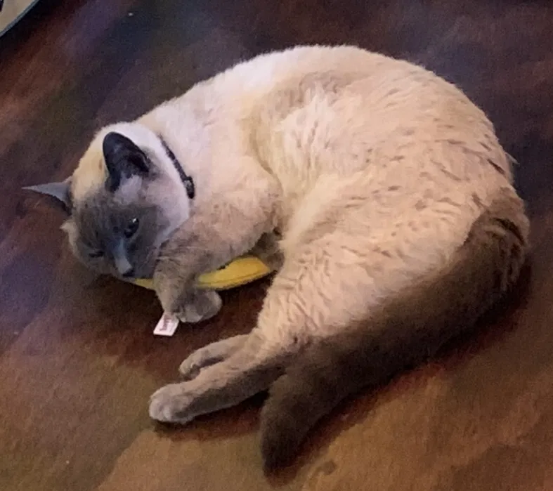 Lost cat in Tacoma, WA, 98407