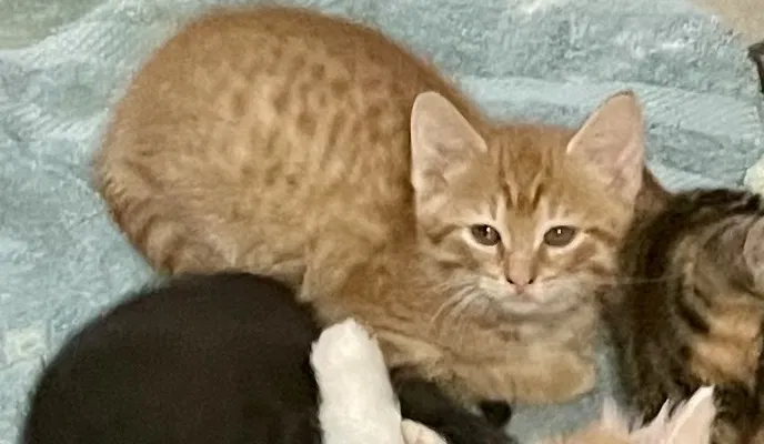 Lost cat in Lafayette, LA, 70508