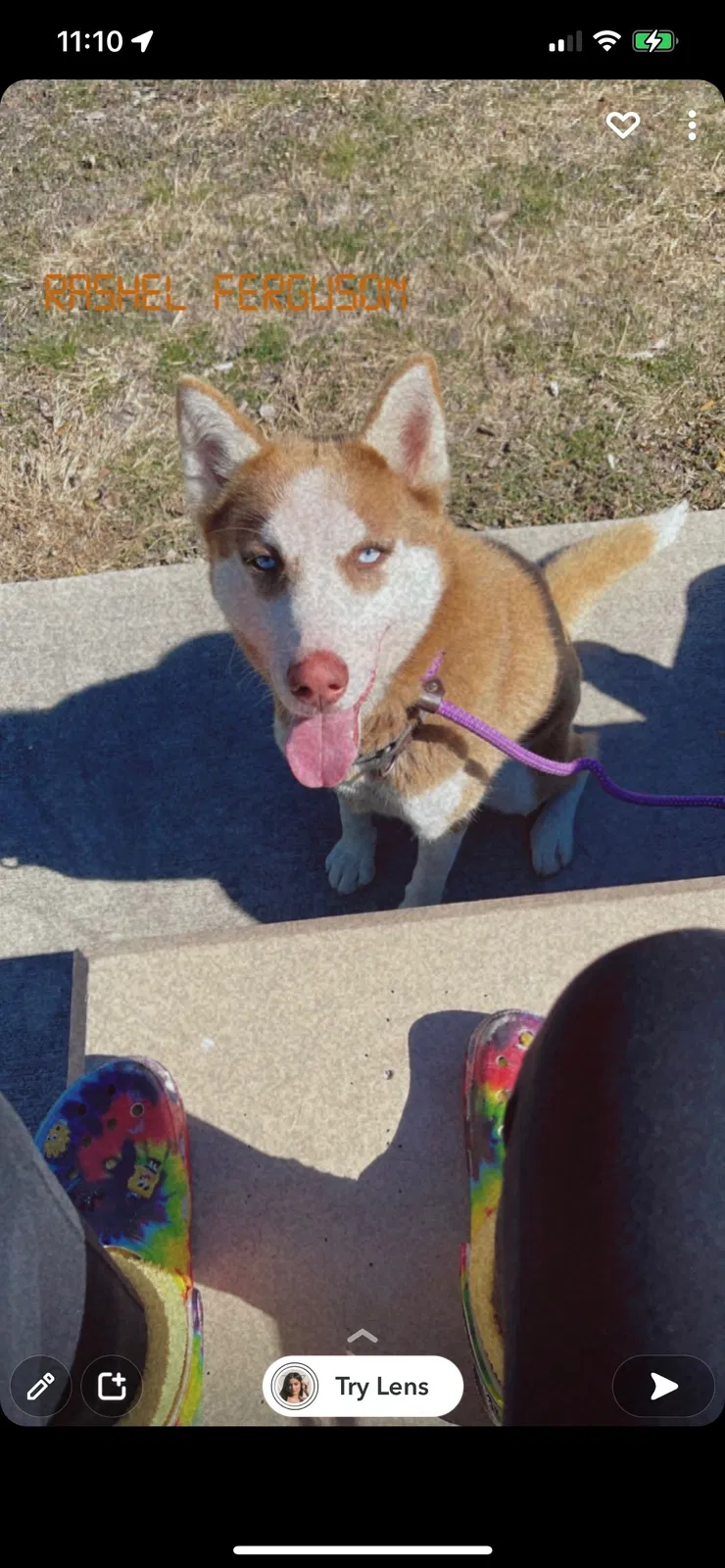 Lost dog in San Antonio, TX, 78244