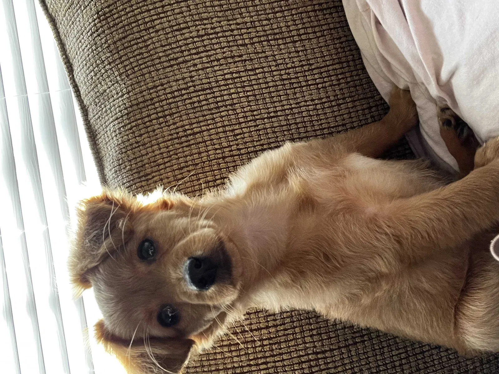 Lost dog in Smyrna, GA, 30080