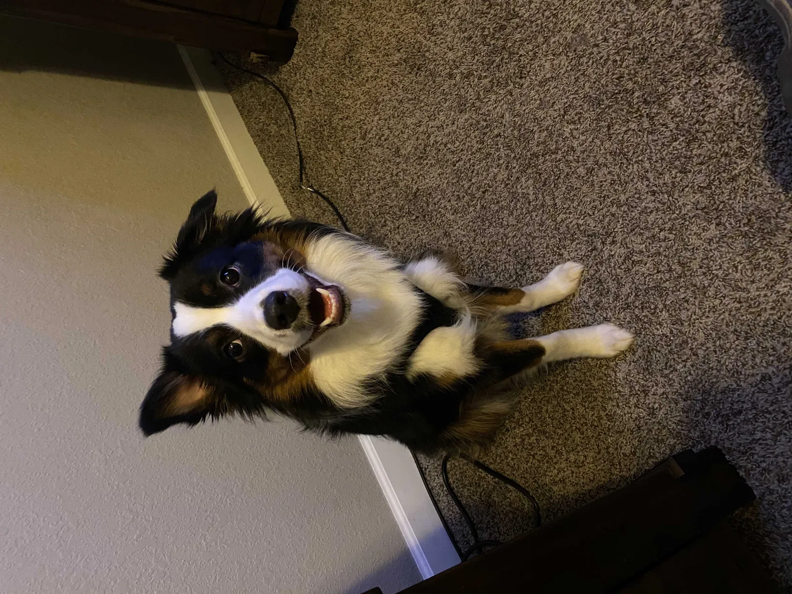 Lost dog in Peculiar, MO, 64078