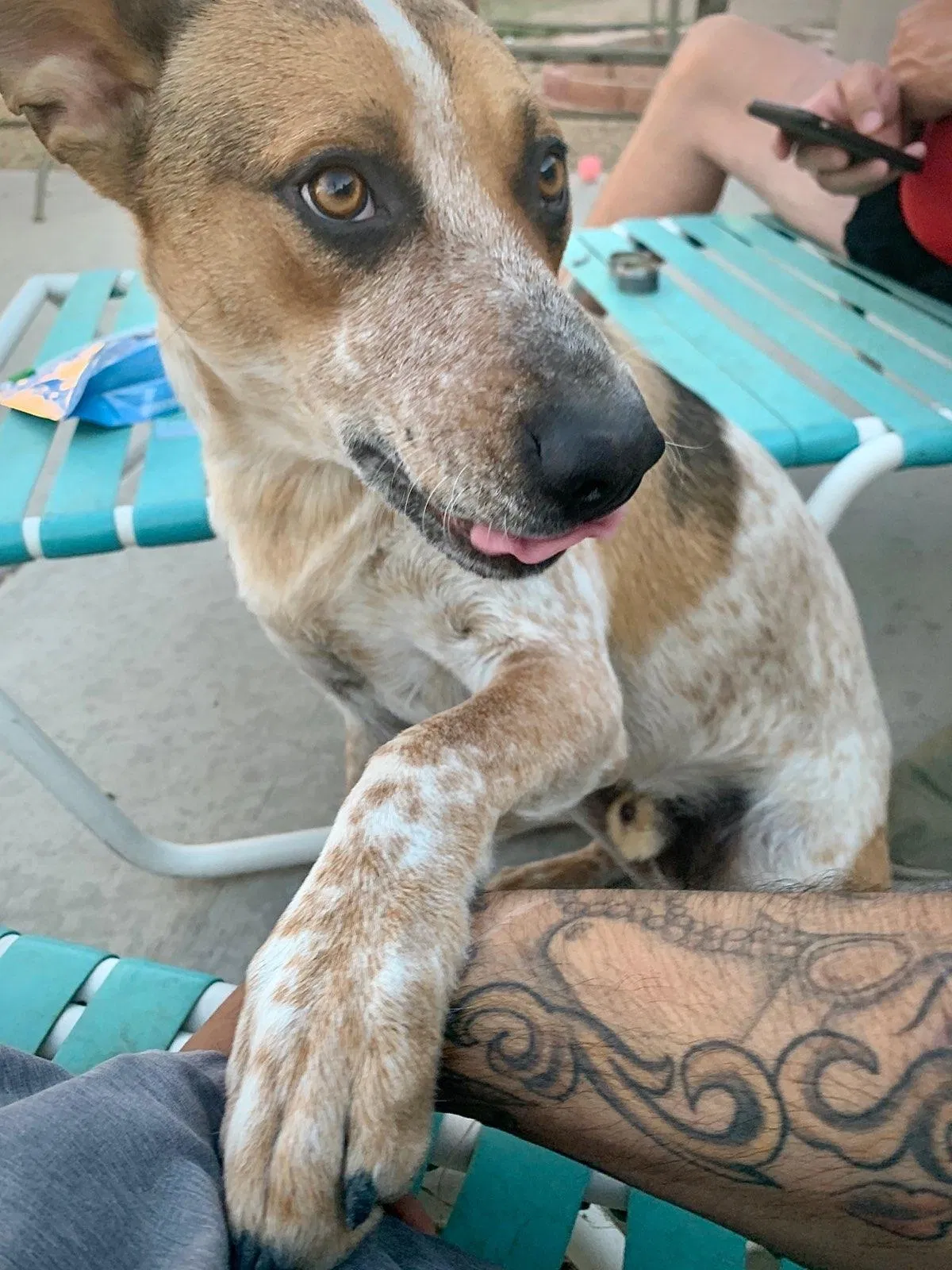 Lost dog in Las Vegas, NV, 89156