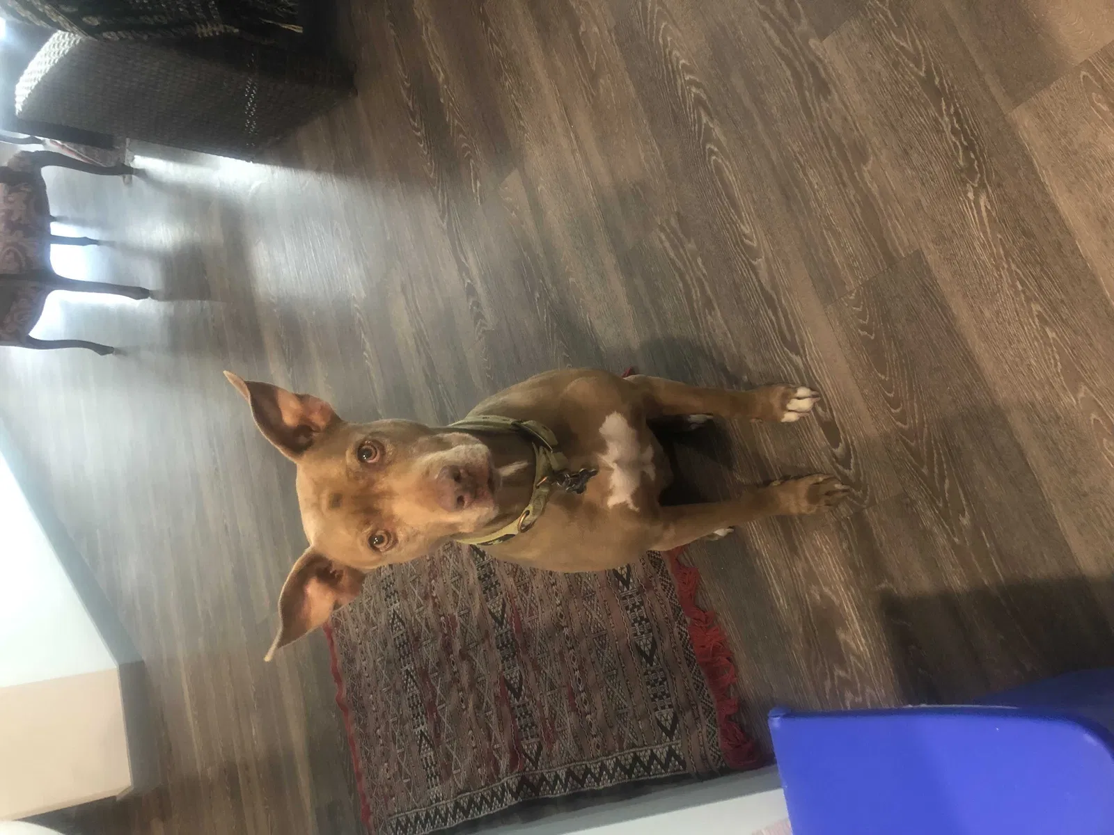 Lost dog in North Las Vegas, NV, 89031