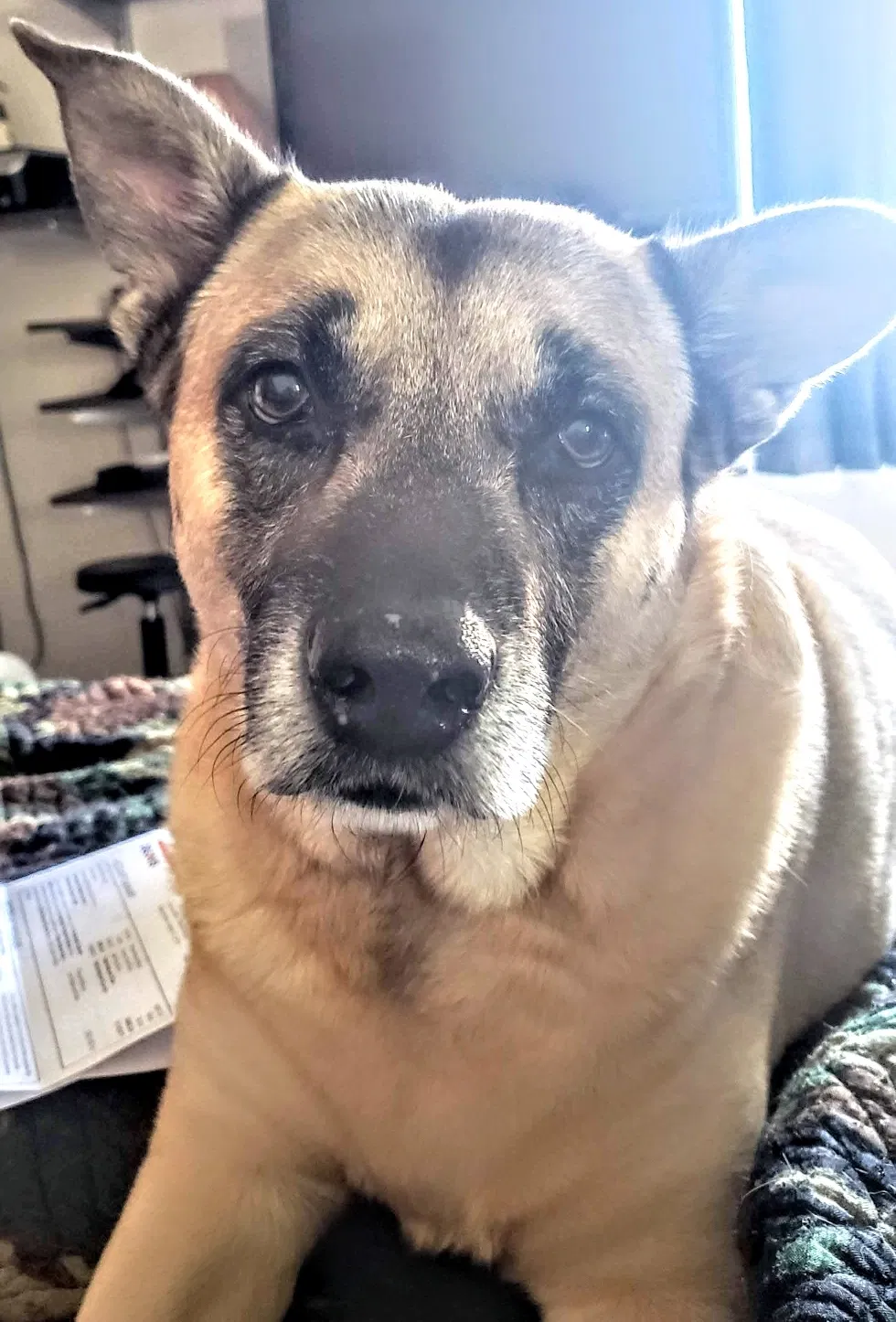 Lost dog in Humble, TX, 77396