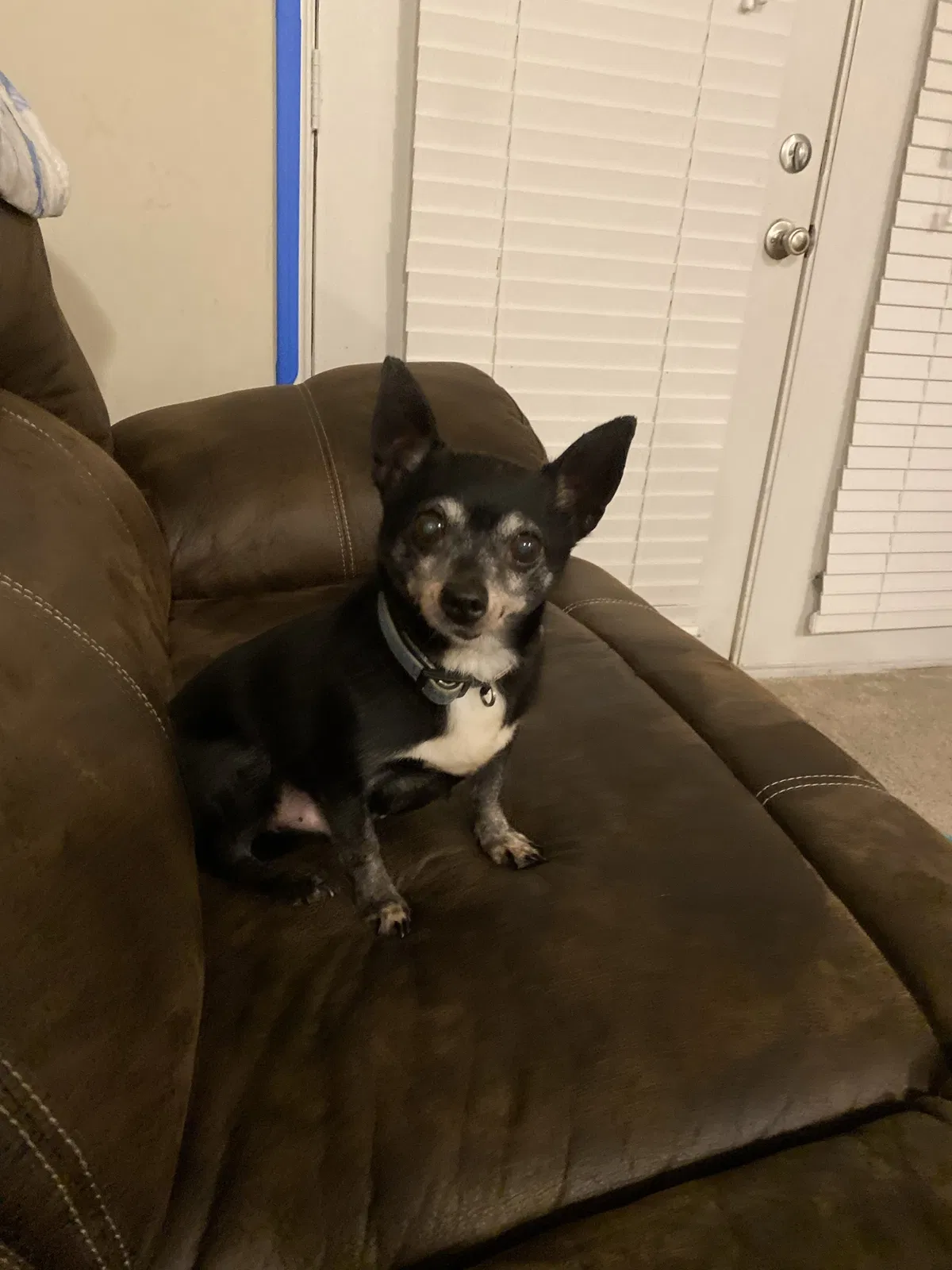 Lost dog in Troutman, NC, 28166
