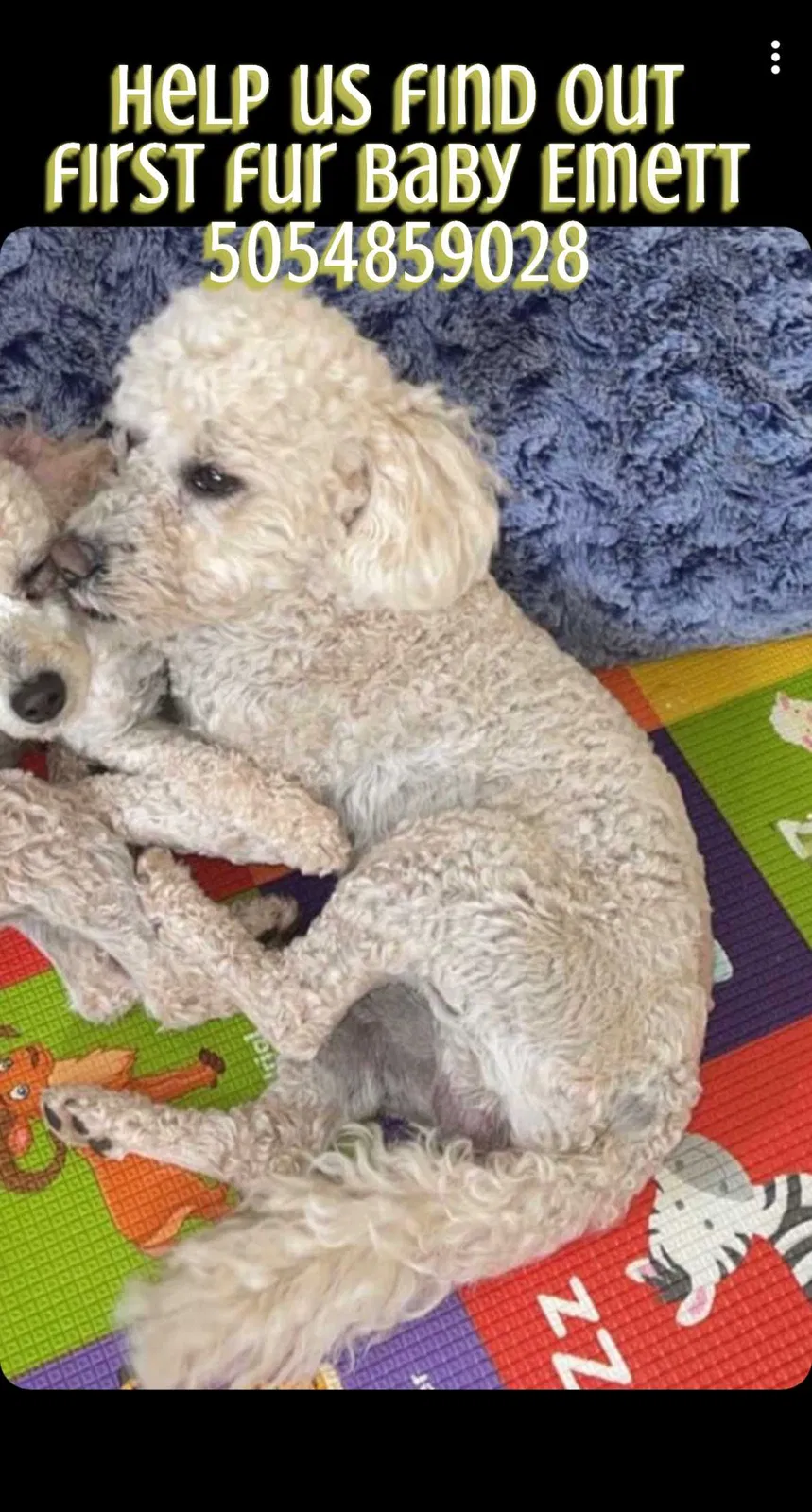 Lost dog in Albuquerque, NM, 87121