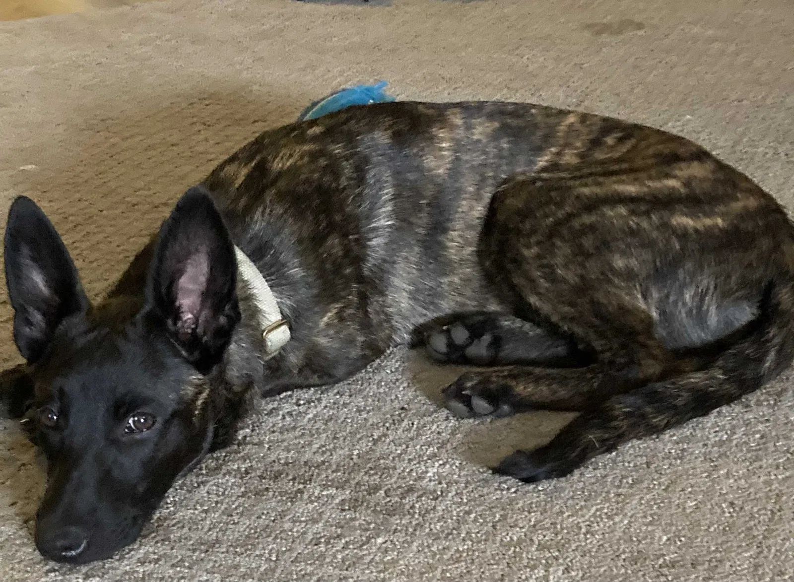 Lost dog in Dallas, TX, 75211