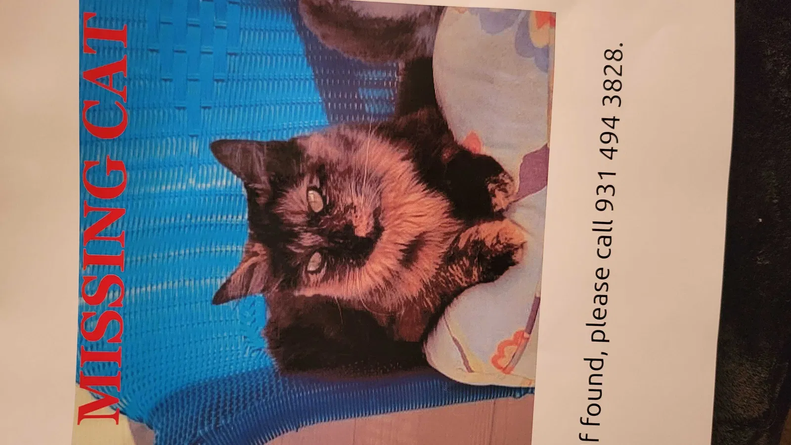 Lost cat in Temple, TX, 76504
