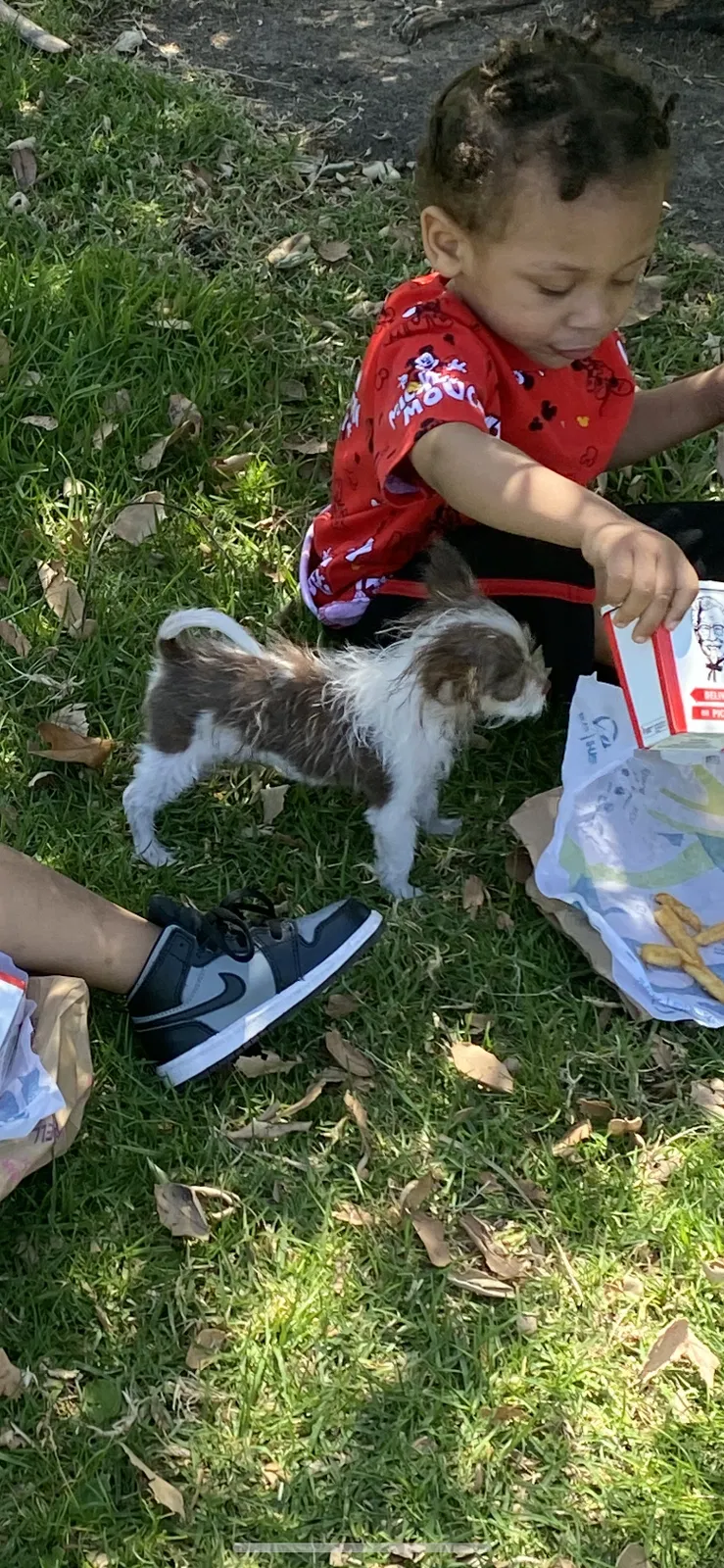 Lost dog in Lancaster, CA, 93536