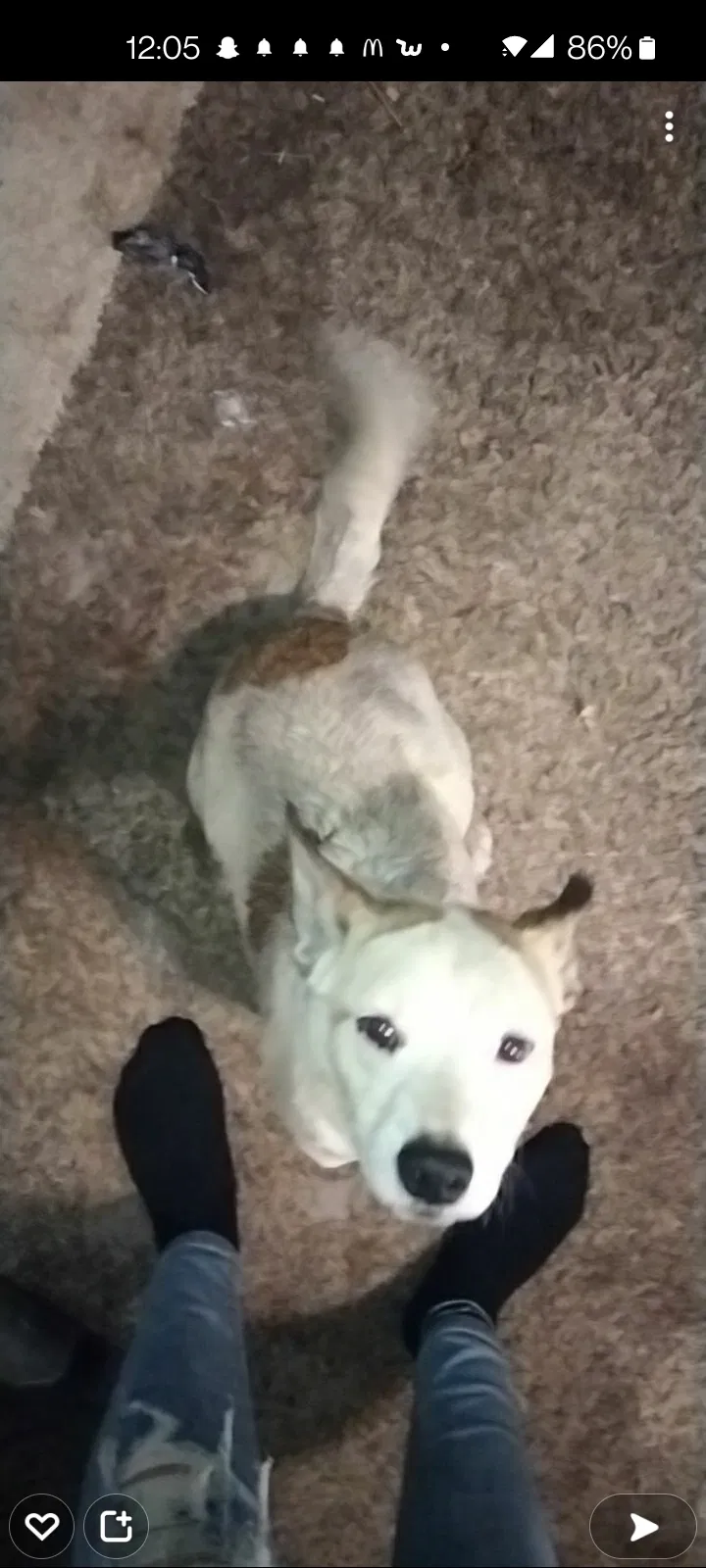 Lost dog in Kansas City, MO, 64128