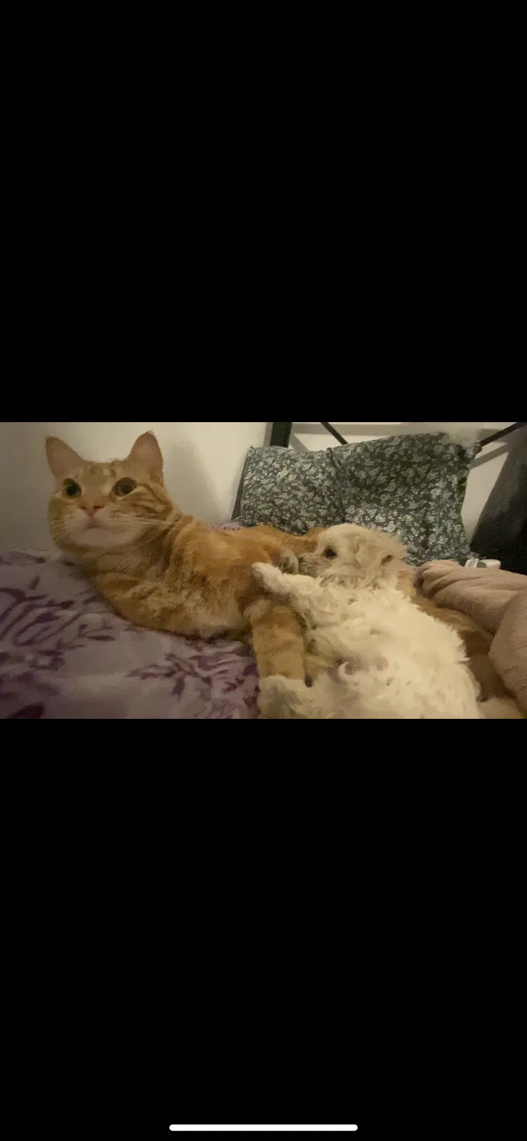 Lost cat in Los Angeles, CA, 90011