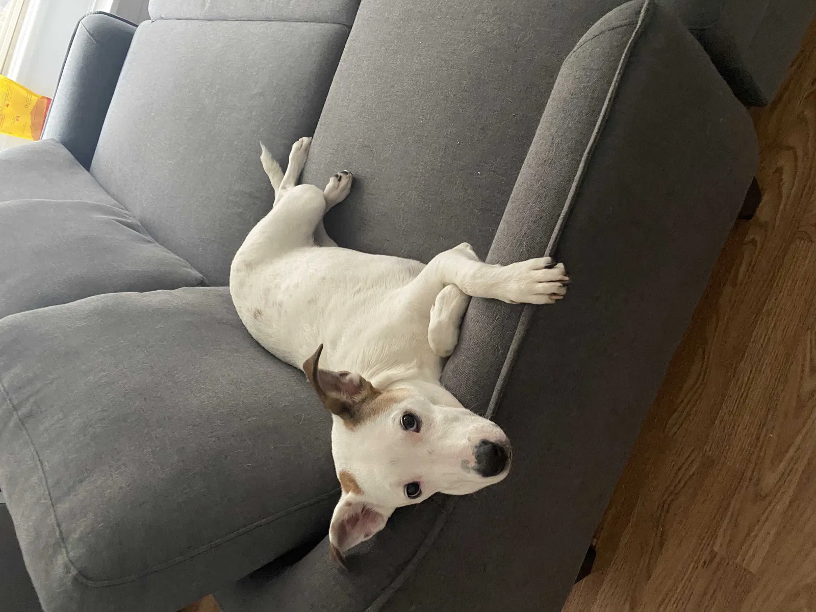 Lost dog in Chicago, IL, 60641