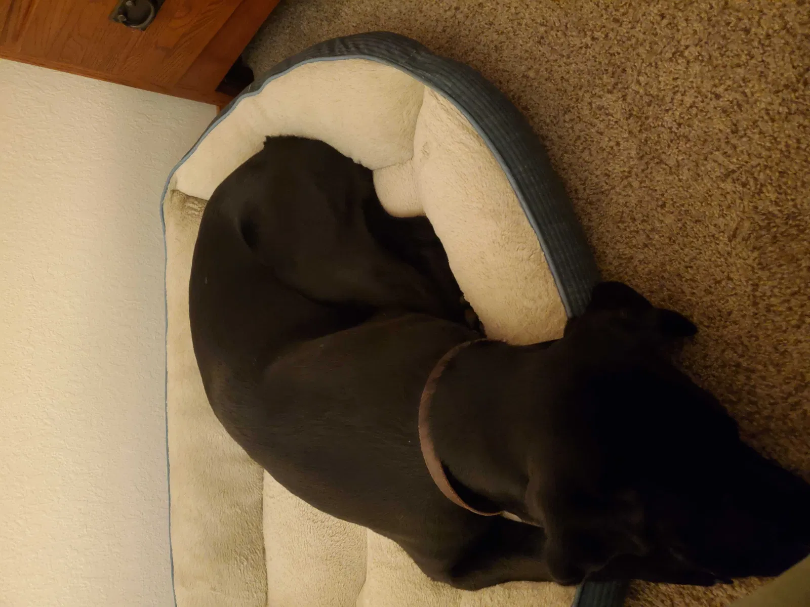 Lost dog in Loudon, TN, 37774