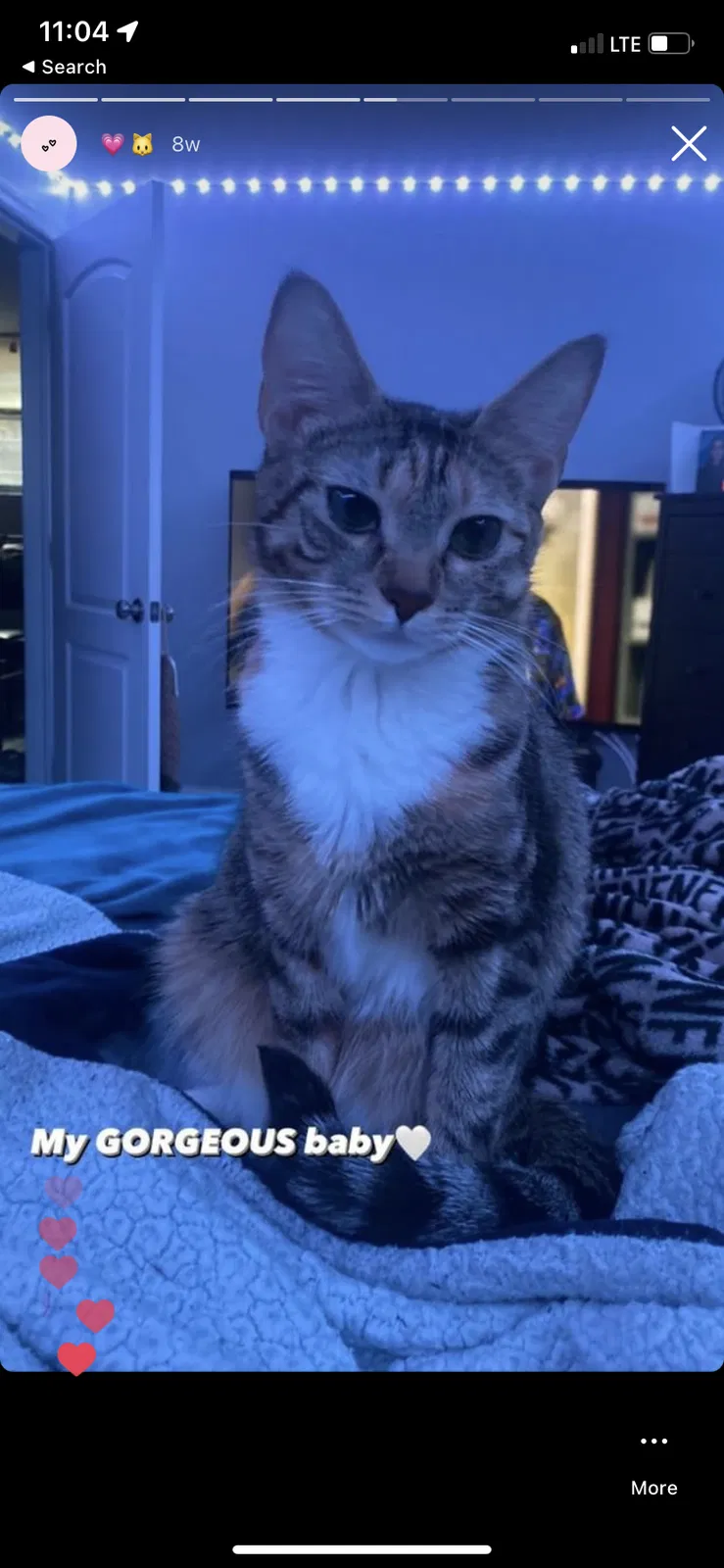Lost cat in East Elmhurst, NY, 11369