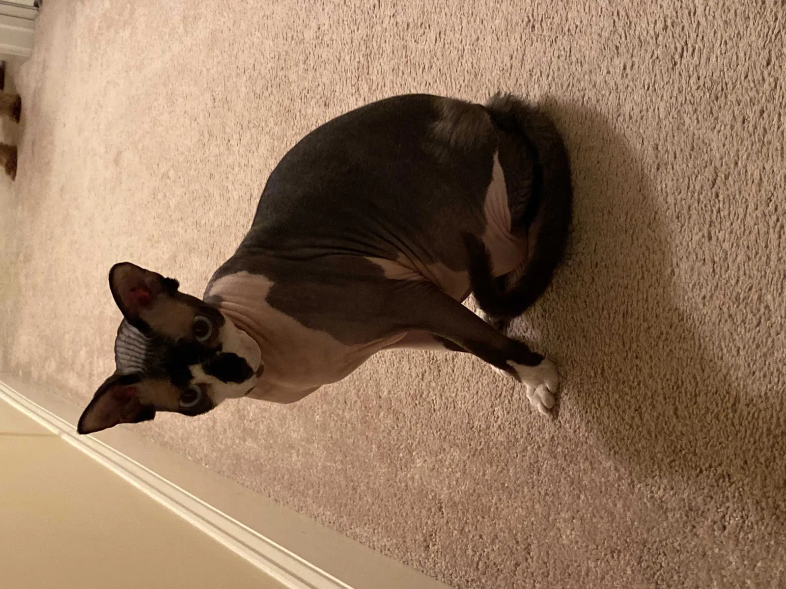 Lost cat in Huntsville, AL, 35806